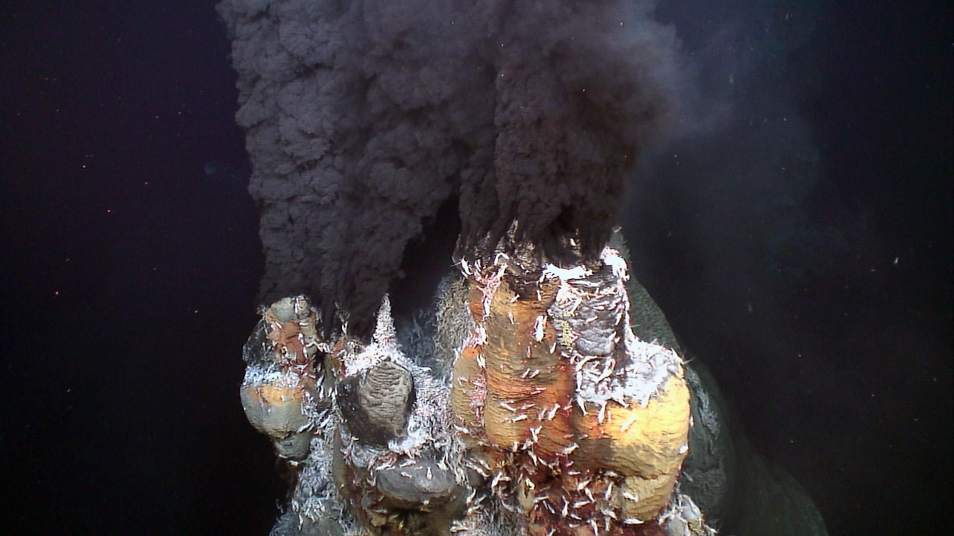 Significant abundance of deep-sea shrimp around a hydrothermal vent. The Rimicaris exoculata shrimp. By Ifremer - Profusion de crevettes (Rimicaris exoculata) sur une cheminée hydrothermale, CC BY 4.0, https://commons.wikimedia.org/w/index.php?curid=15817
