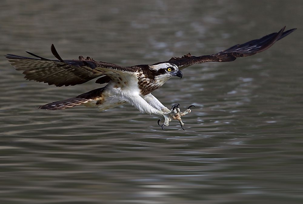 The western osprey can be found in Saudi Arabia.