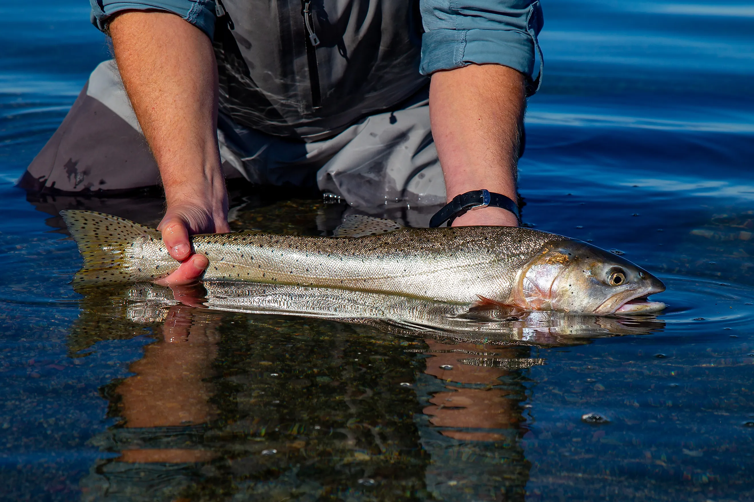 Wild Lahotan cutthroat trout caught and released in Pyramid Lake, Nevada,