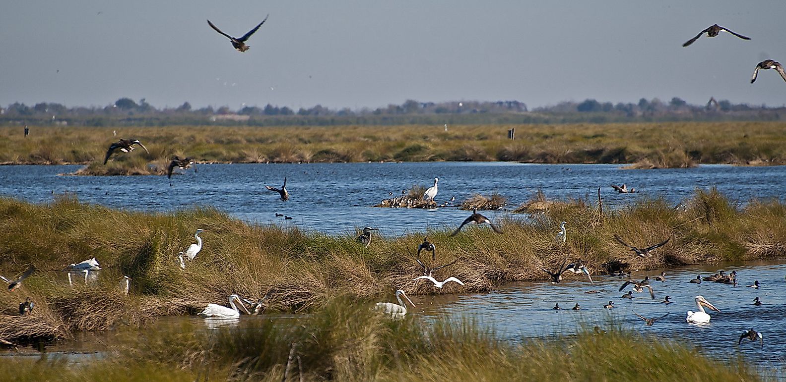 Bayou Sauvage National Wildlife Refuge. Image credit: Mr. Bill Lang/Wikimedia.org