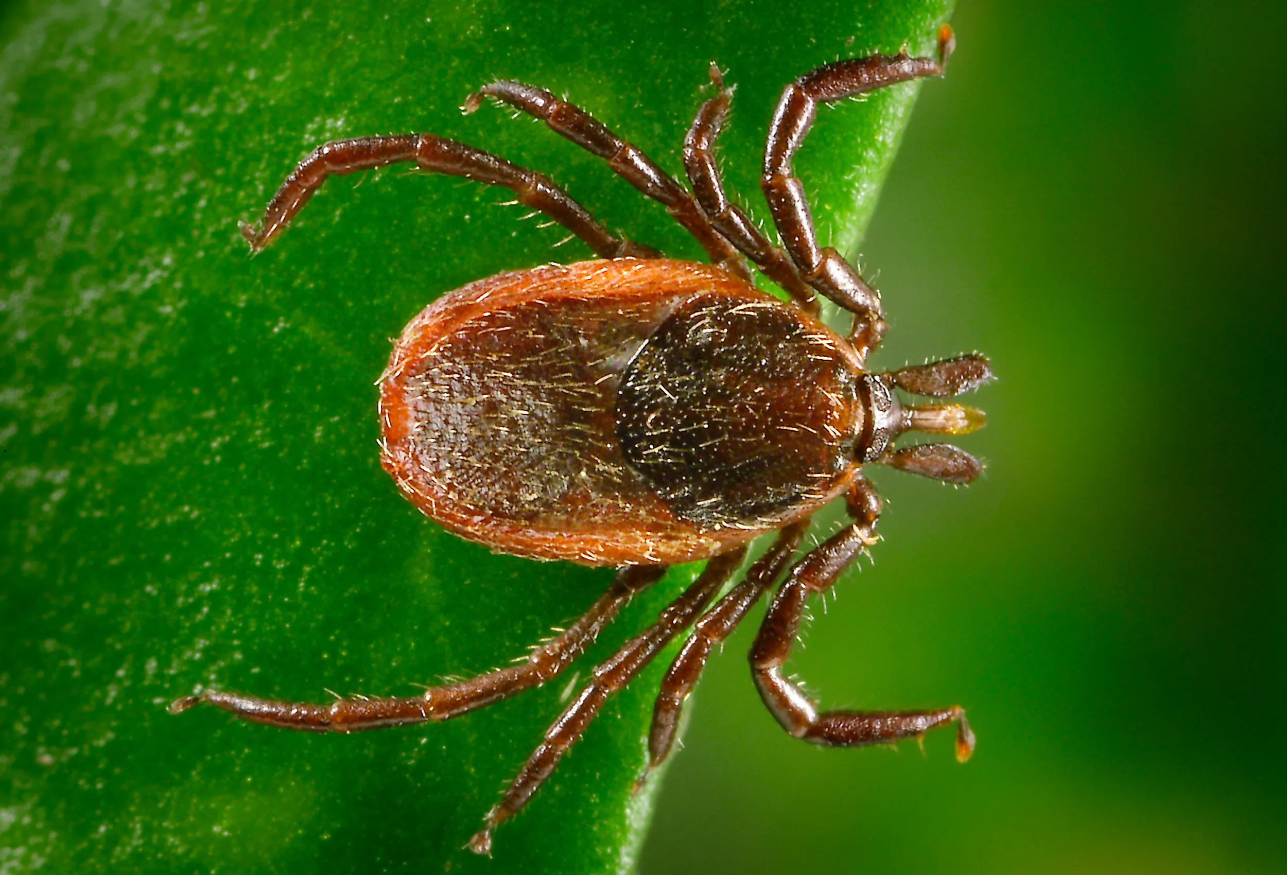 Adult female western blacklegged tick, Ixodes pacificus. Image credit CDC/ Dr. Amanda Loftis, Dr. William Nicholson, Dr. Will Reeves, Dr. Chris Paddock/ James Gathany, Public domain, via Wikimedia Commons