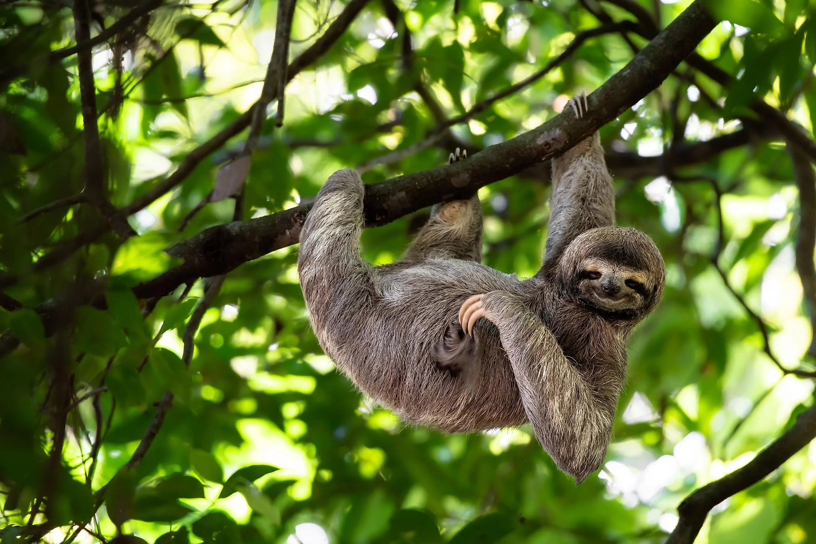 rainforest biome animals