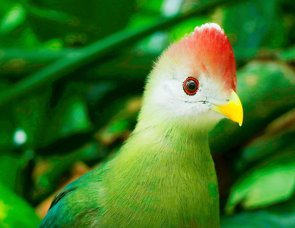 A fischer's turaco in the forest of Somalia.