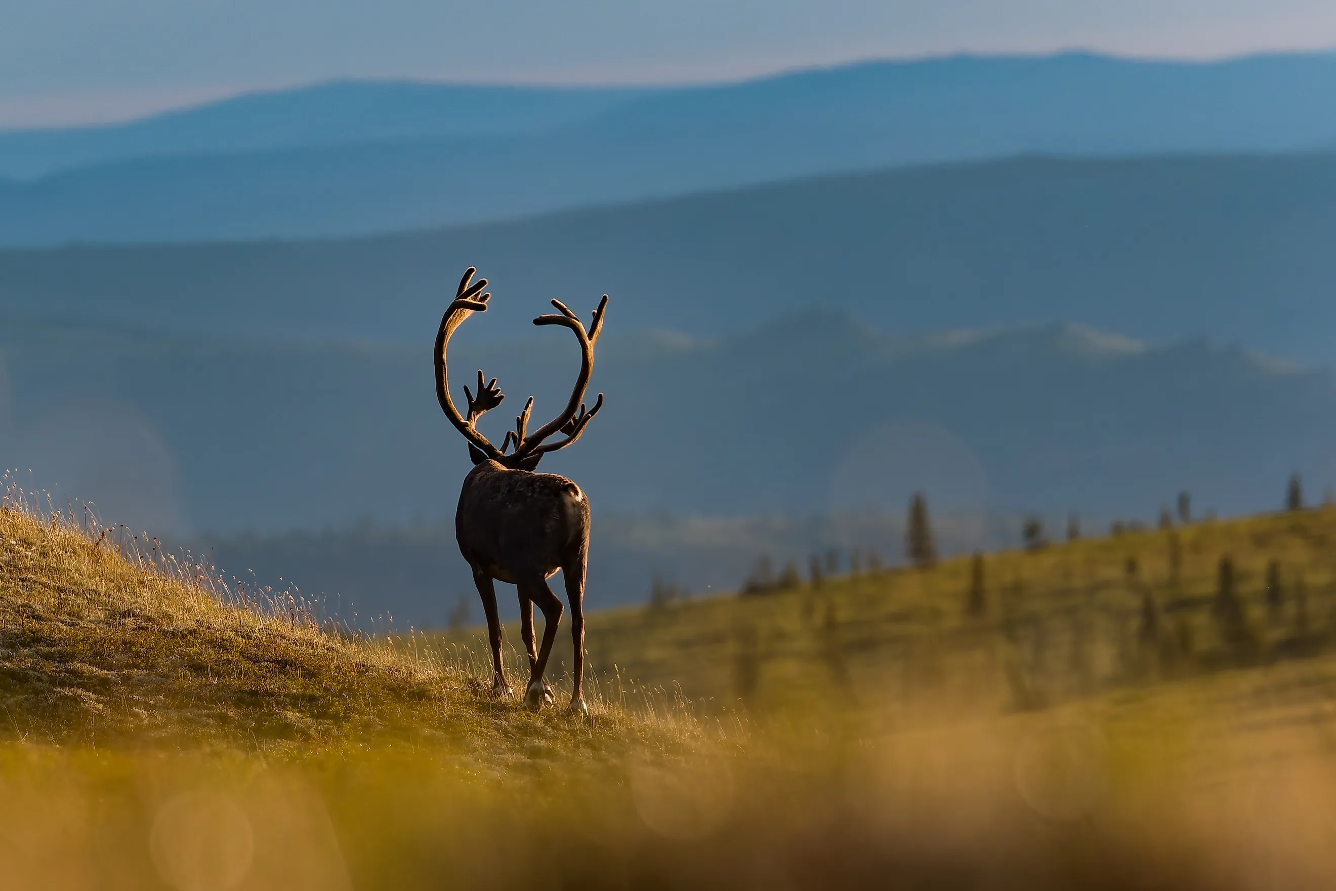 Caribou bull heading into the hills at sunset. Credit: Mark Lindberg / Shutterstock