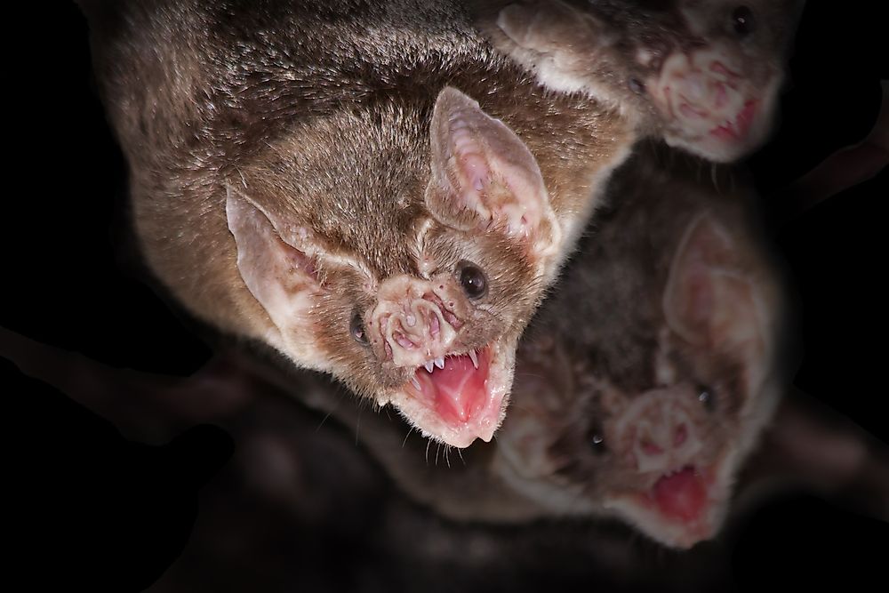Vampire bats.