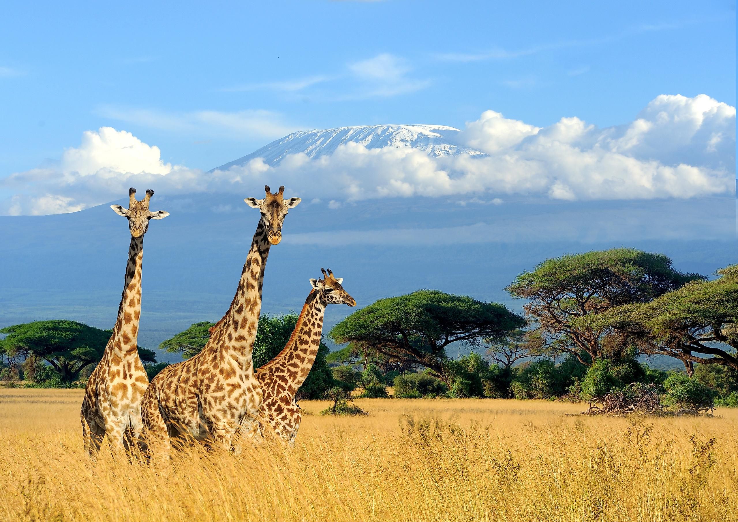 A giraffe is an example of a ruminant.