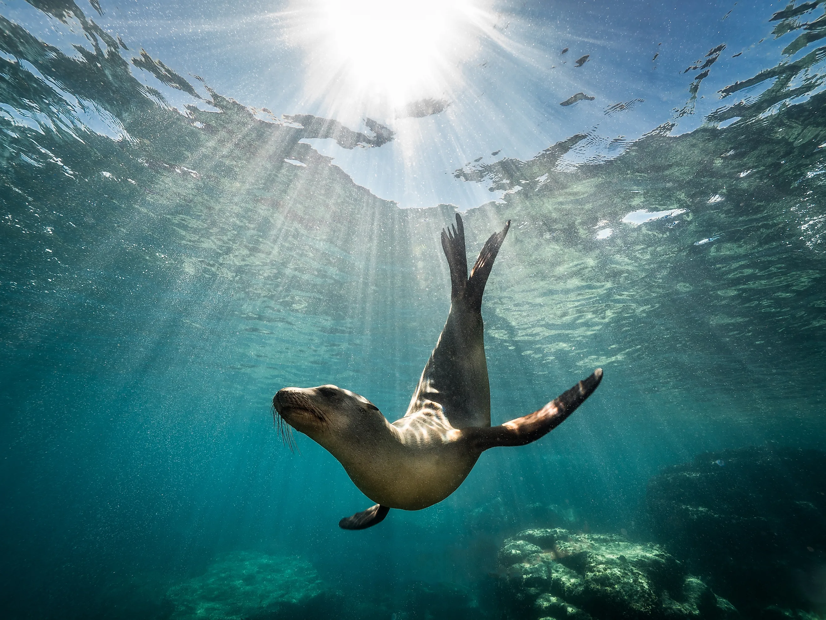A California sea lion resting on a rock in the sunlight in Baja California.
