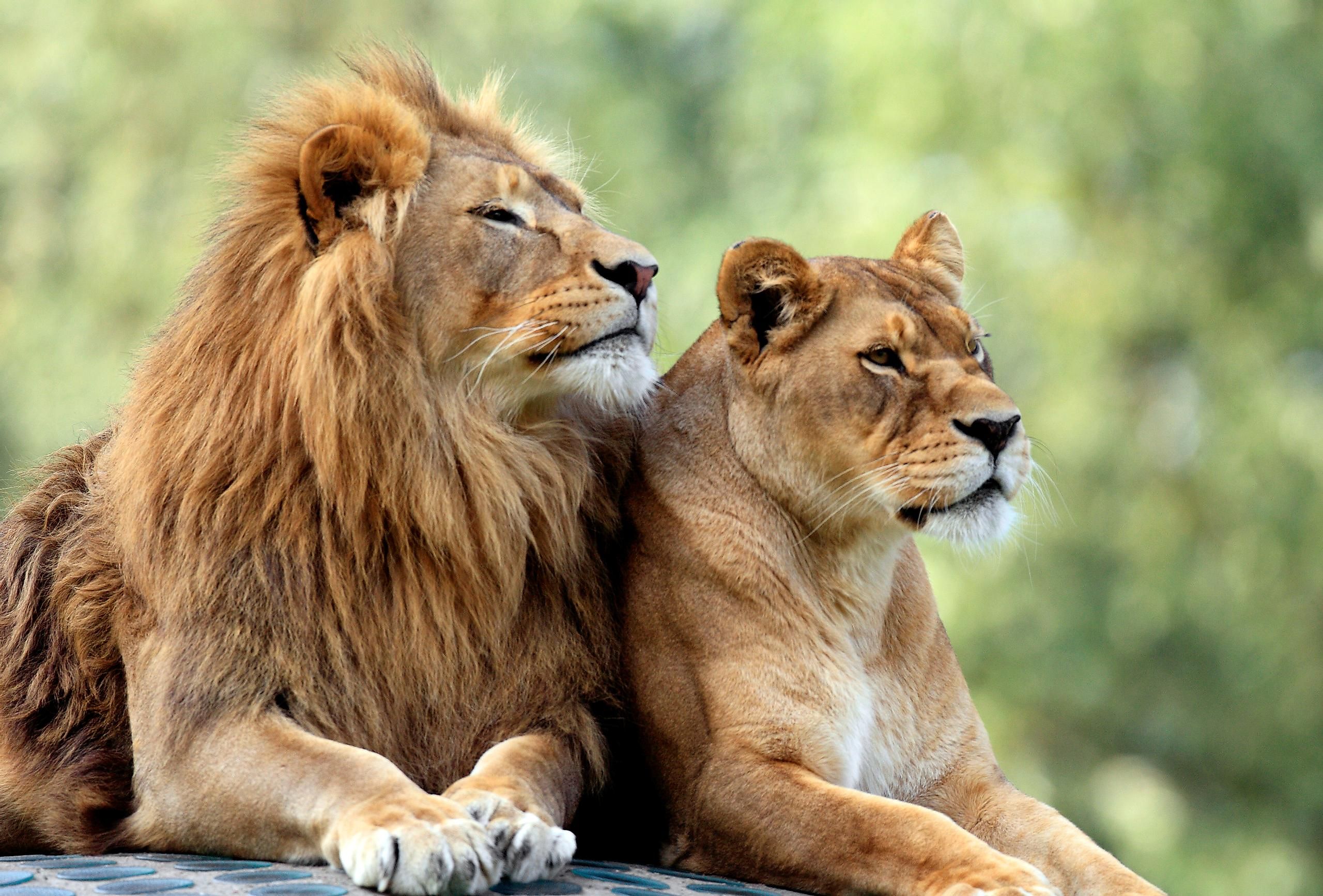 A male and female lion.