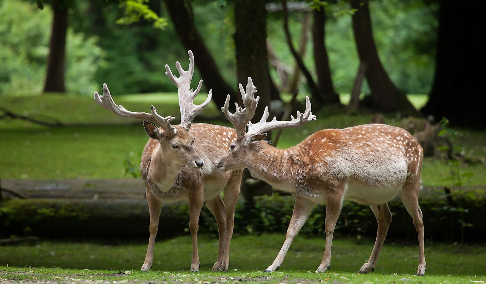 Persian fallow deer is one of the wild animals of Iraq.