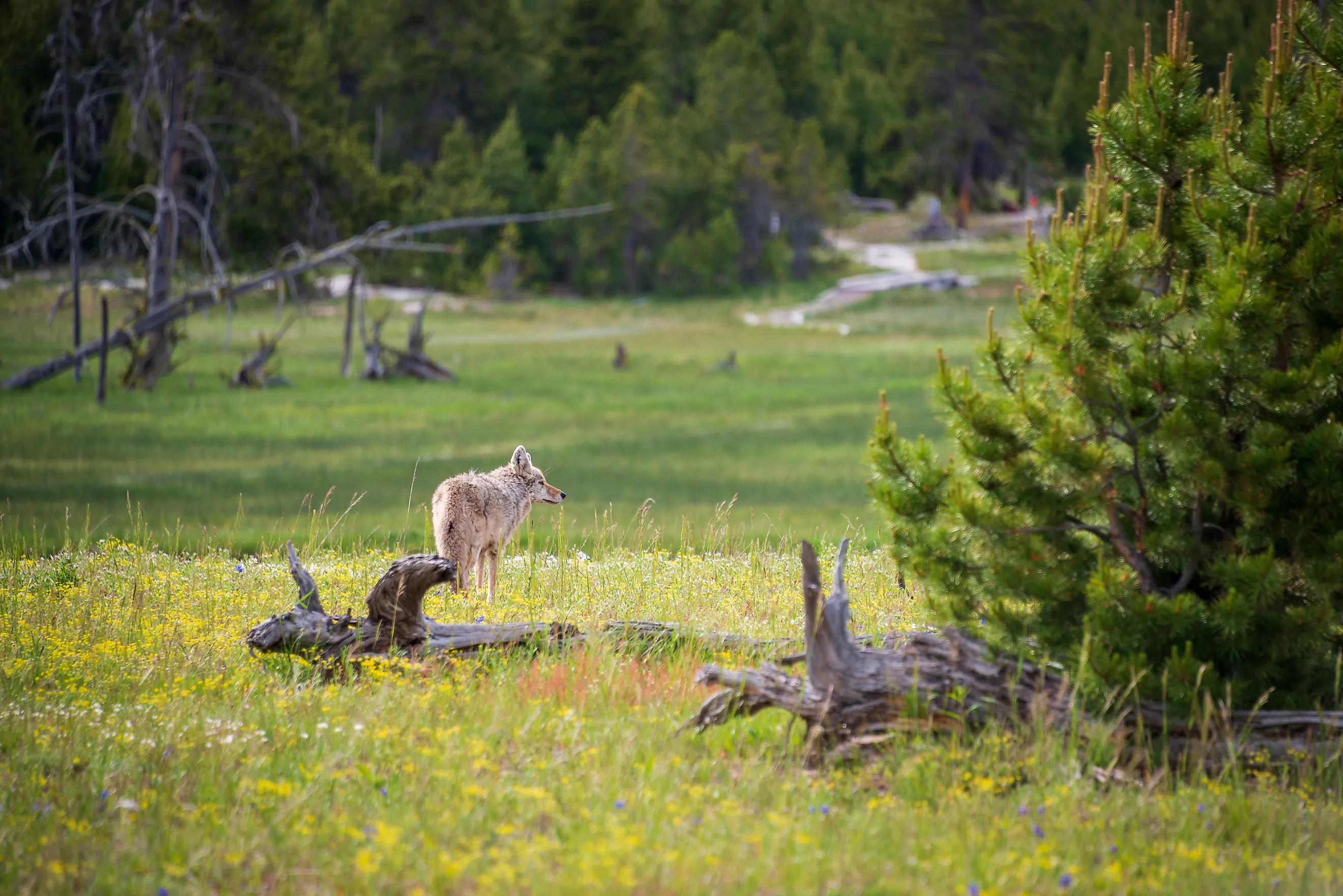 A Gray Wolf in the Pine Forest at Yellowstone National Park