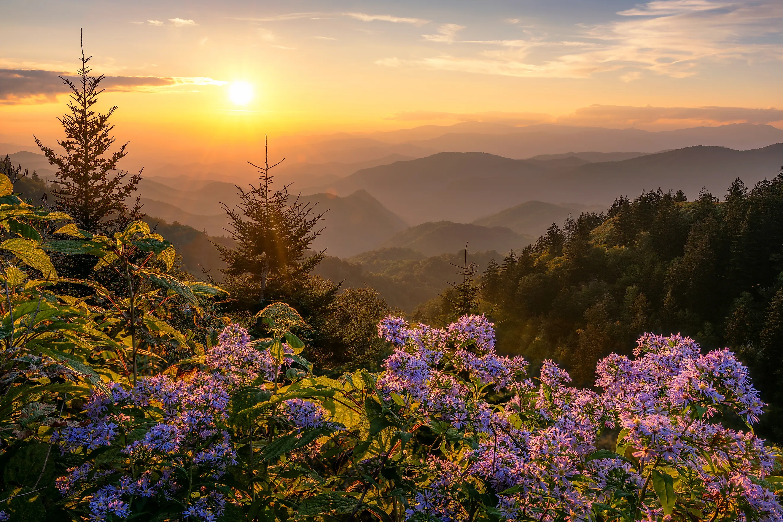 Wild aster flowers in the Great Smoky Mountains