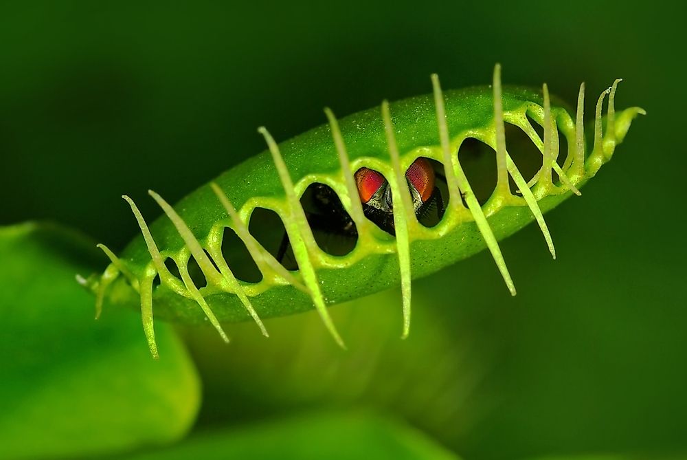 A venus fly trap is an example of an autotroph.