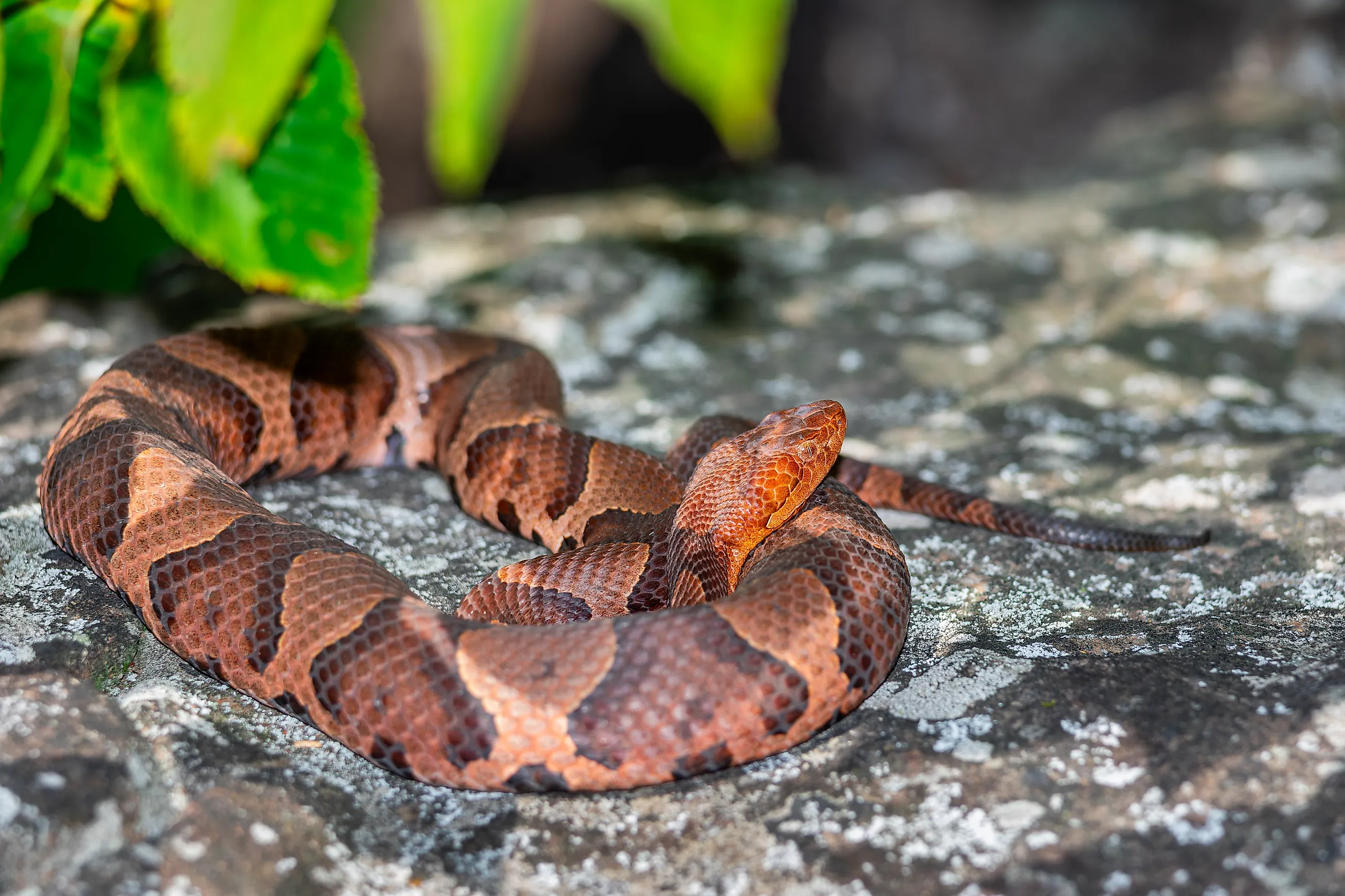 An eastern copperhead snake.