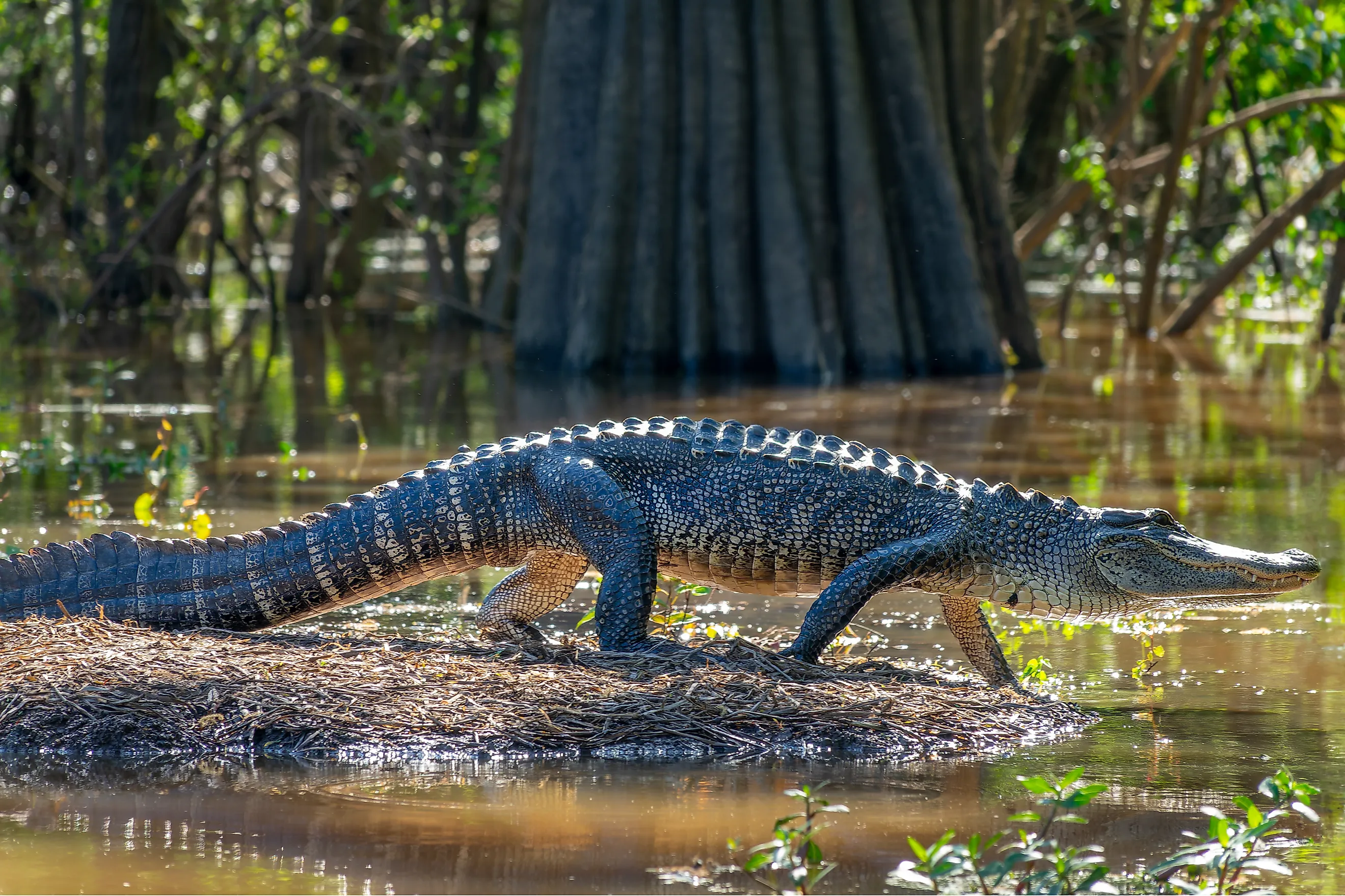 An alligator in the Atchafalaya Basin, Louisiana.