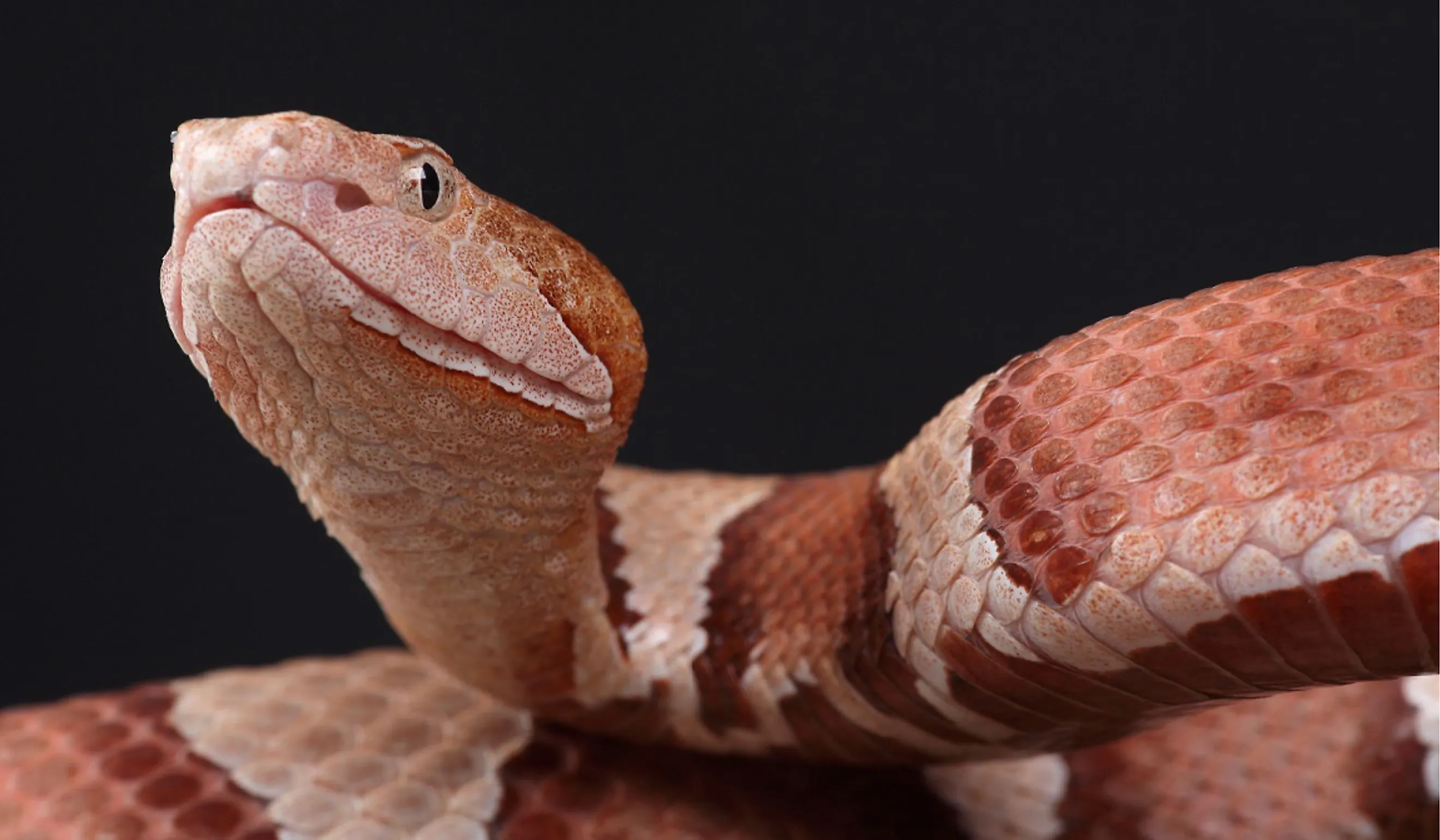 A portrait of an Eastern Copperhead against a black background.