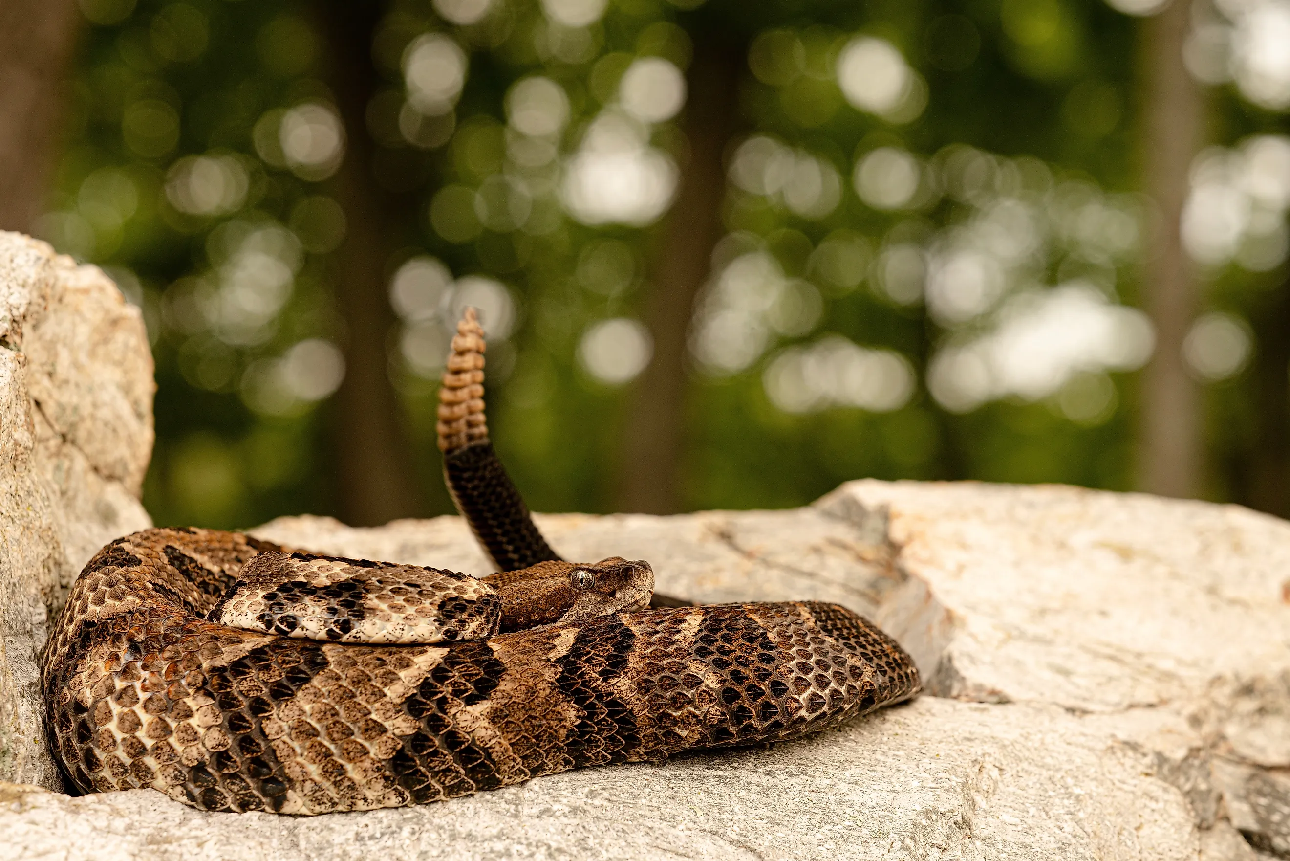 Timber rattlesnake resting on exposed rock