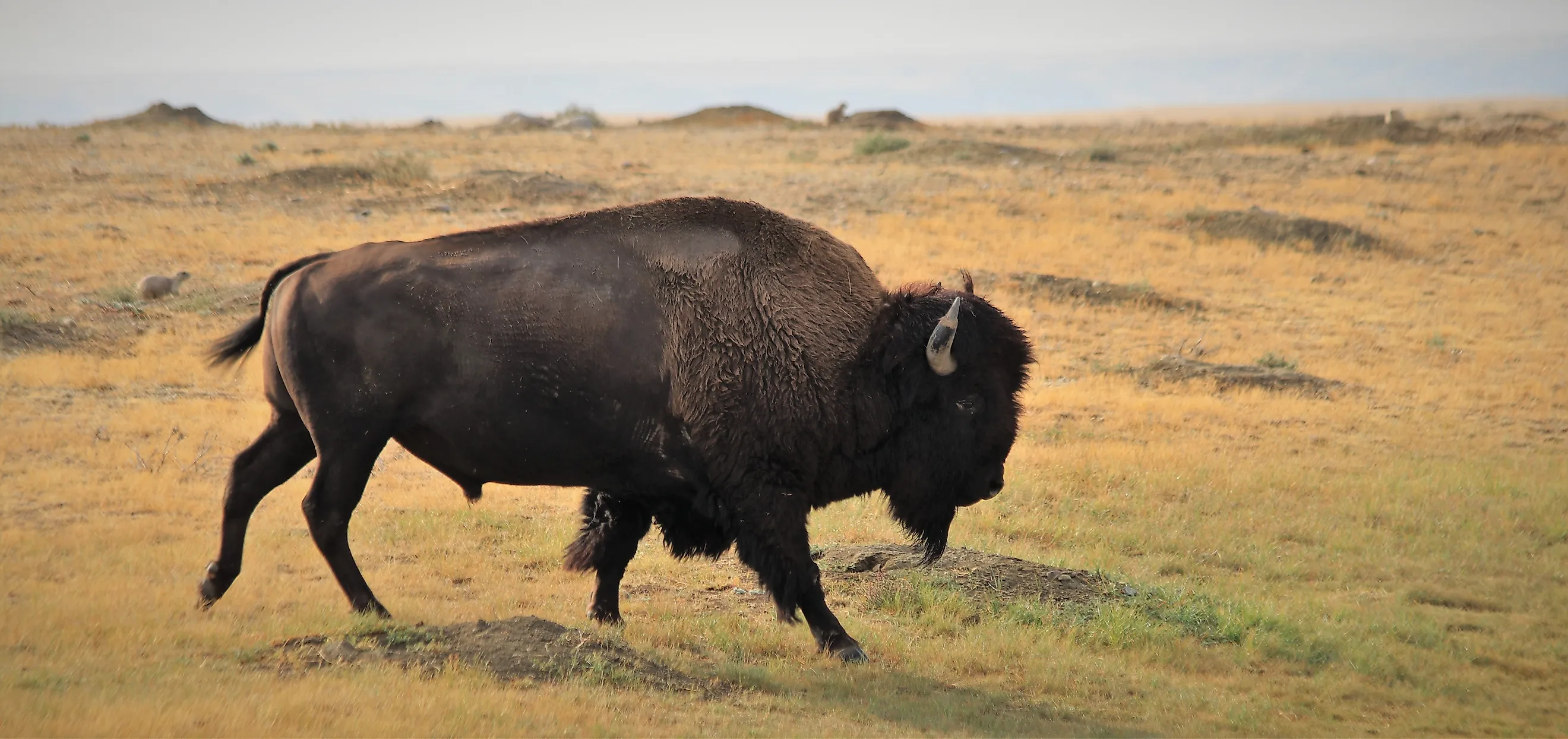 Grasslands near Val Marie, Saskatchewan