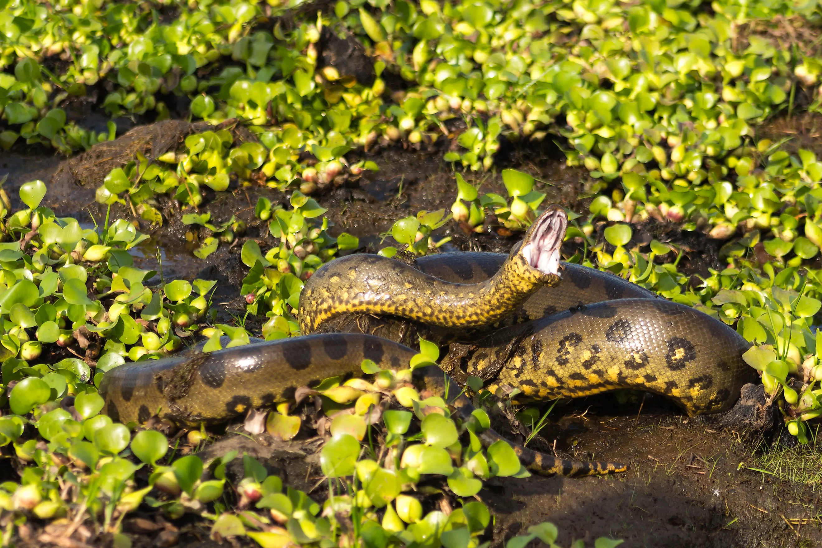 Northern Green Anaconda. Editorial credit: Wikimedia Commons