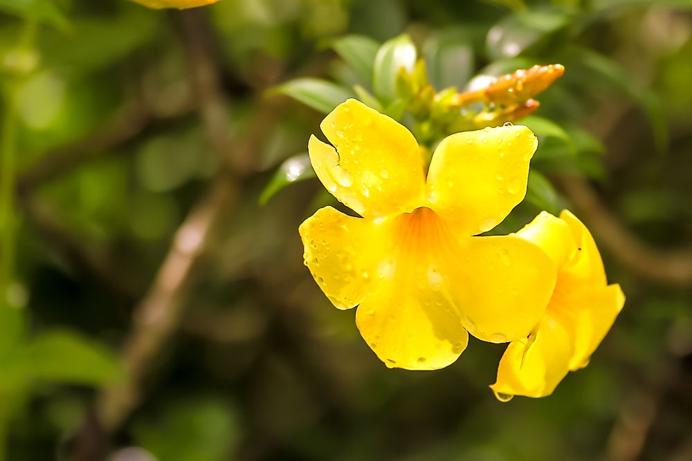 The yellow jessamine, the official state flower of South Carolina.