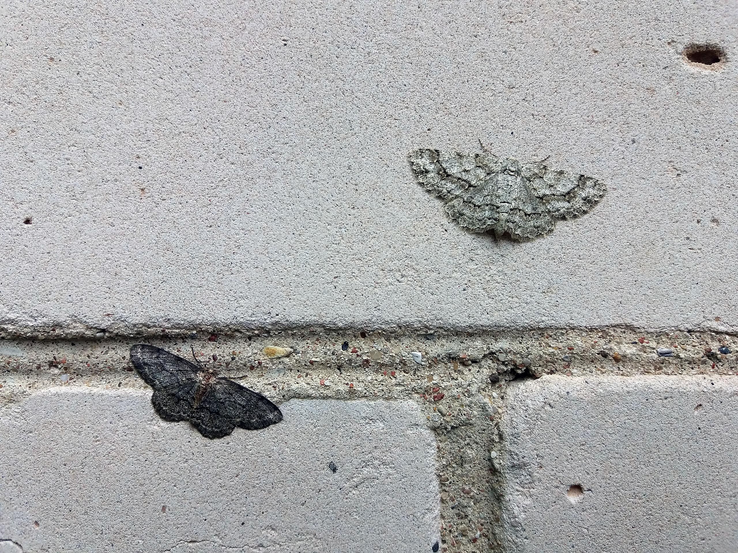 Two different colored moths demonstrating natural selection.