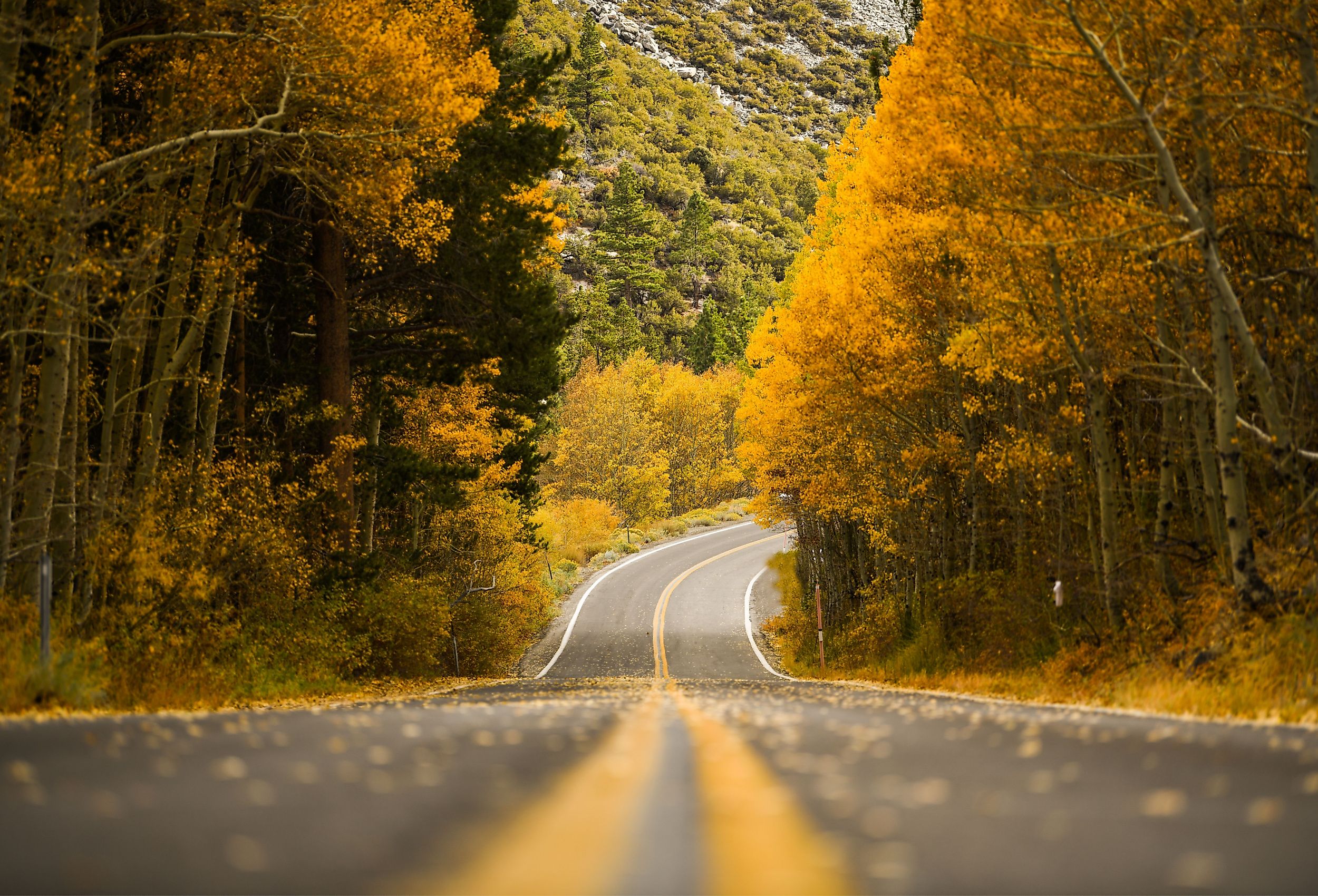 Fall road during autumn at June Lake, California with yellow aspen trees, view of road, falling leaves.