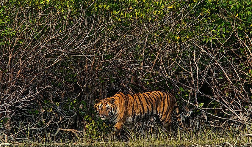 a-tiger-in-sundarbans