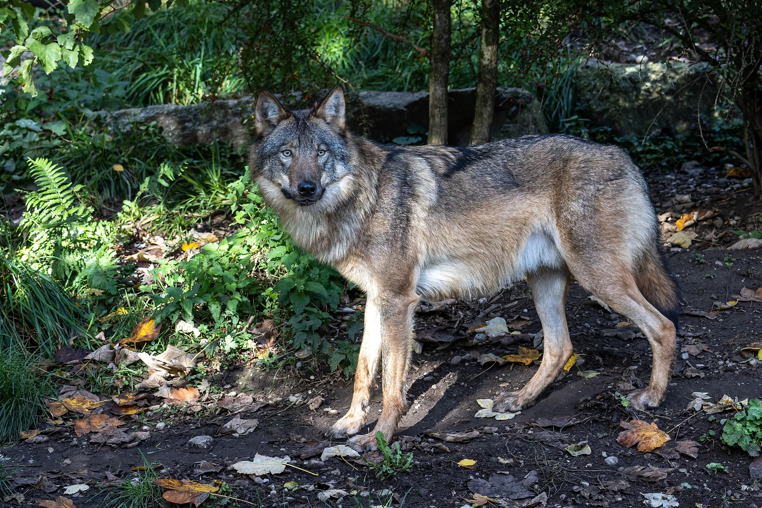 Grey wolf in an American forest