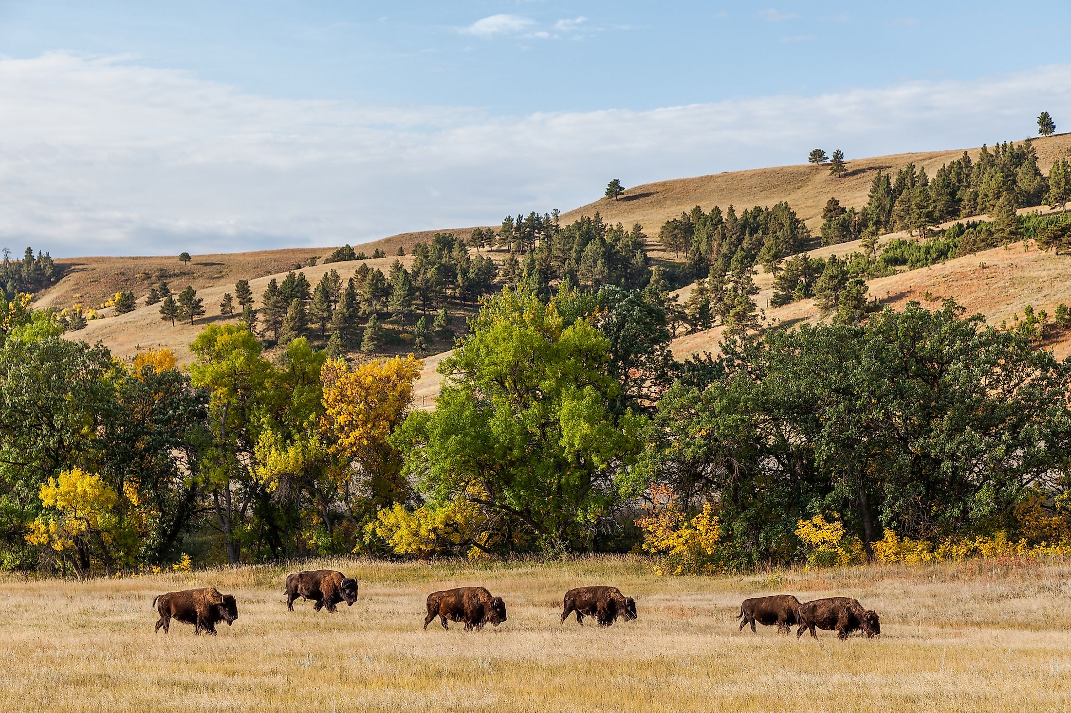A herd of American buffalo grazing in Custer State Park, South Dakota, USA.
