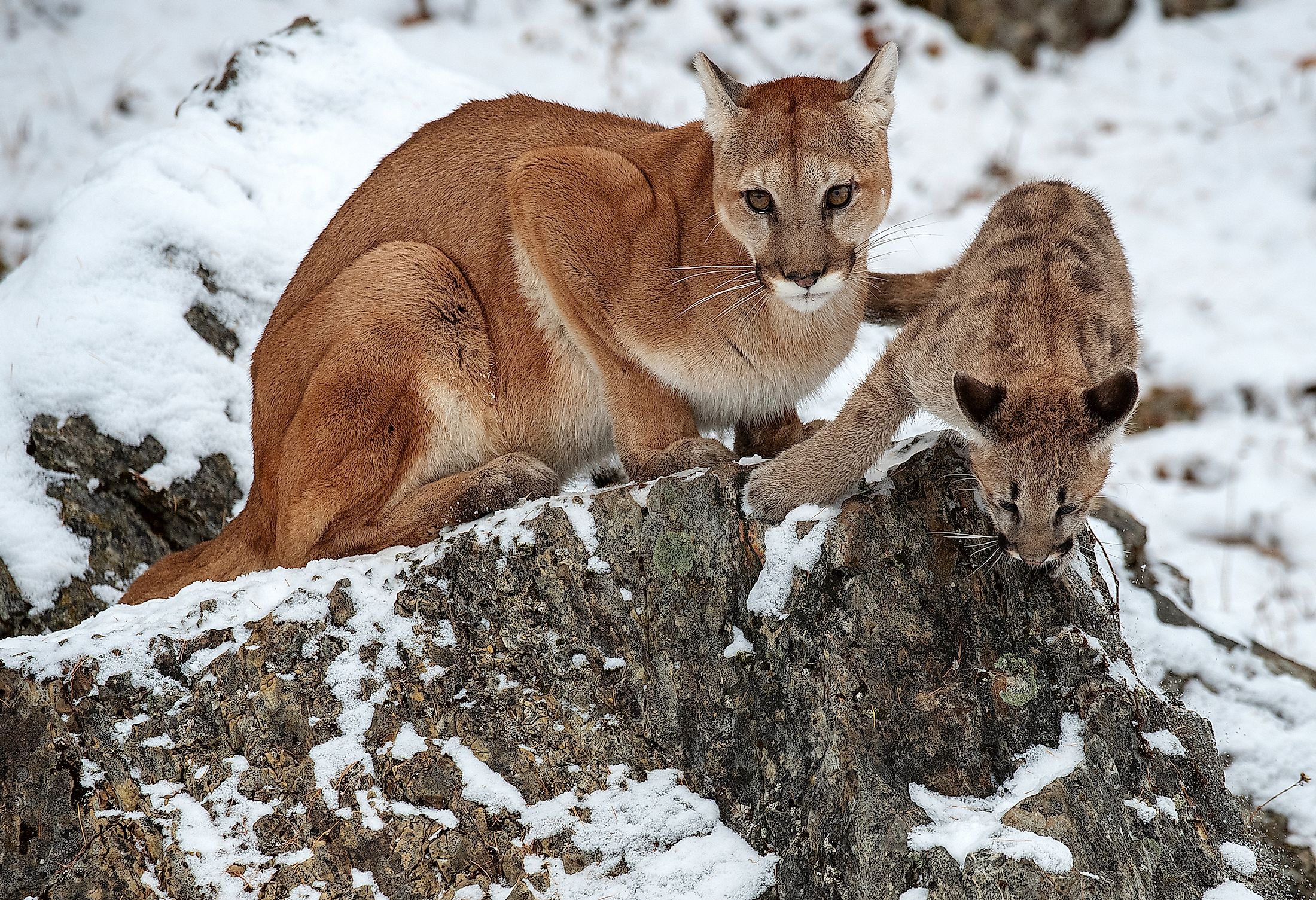 Twisted lokaal zwaar Puma, Cougar, Or Mountain Lion? The Big Cat's Many Names Hinder  Conservation Efforts - WorldAtlas