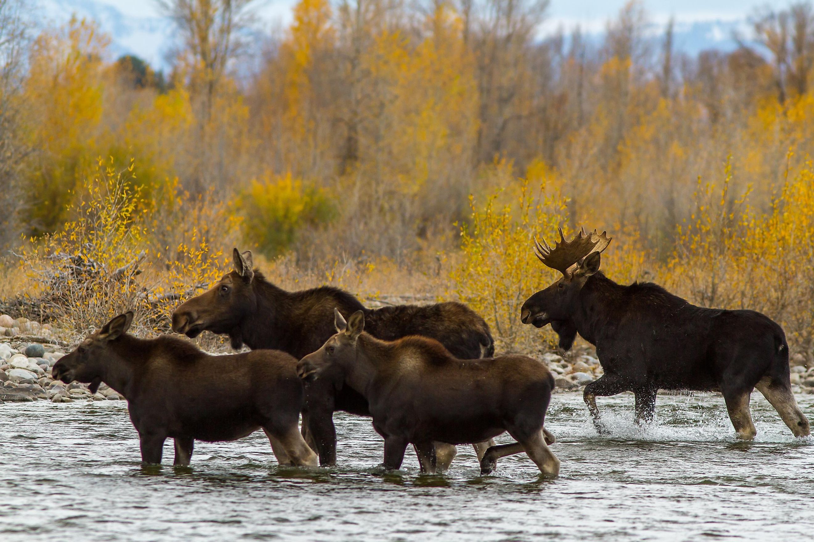A herd of moose crossing a river.
