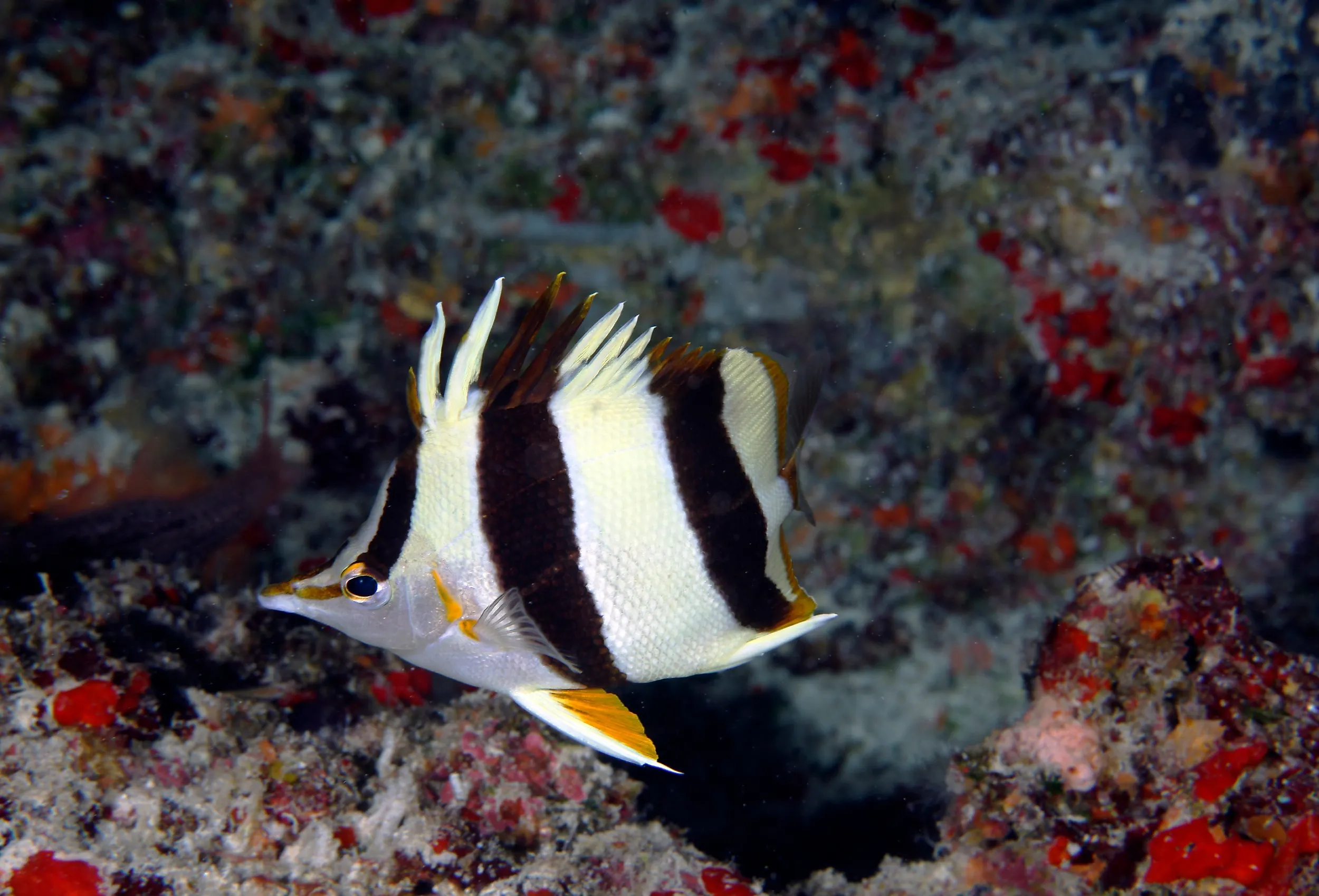 New species of butterflyfish found in the deep reefs of Papahānaumokuākea Marine National Monument in the Northwestern Hawaiian Islands.
