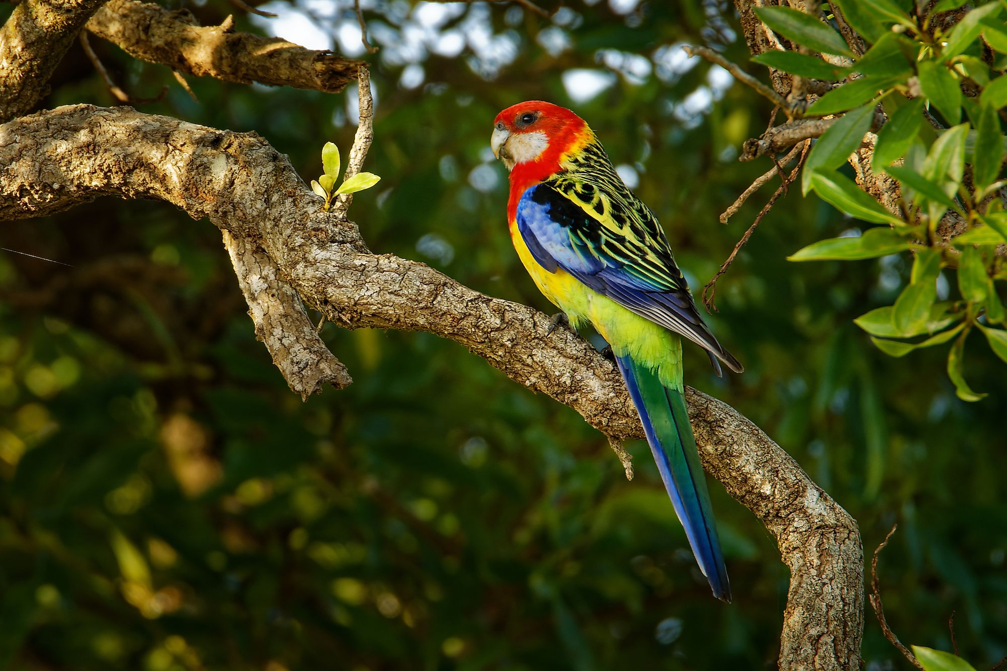 An eastern rosella in Tasmania.