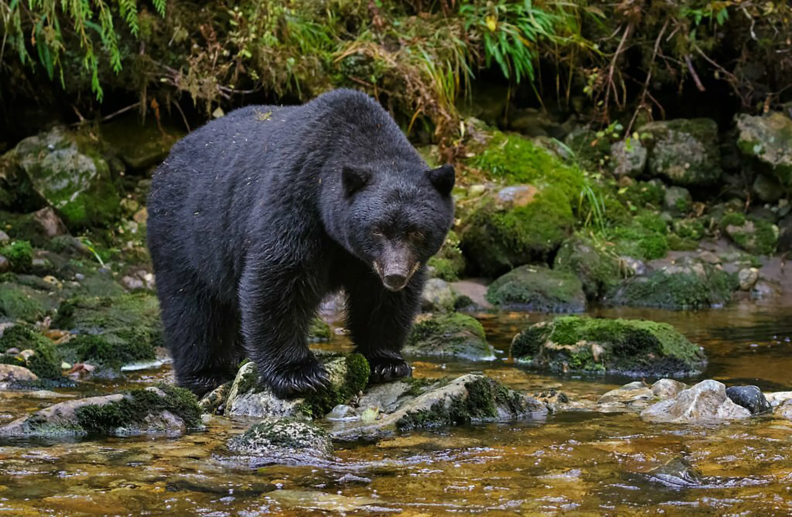 A black bear wading in a stream.