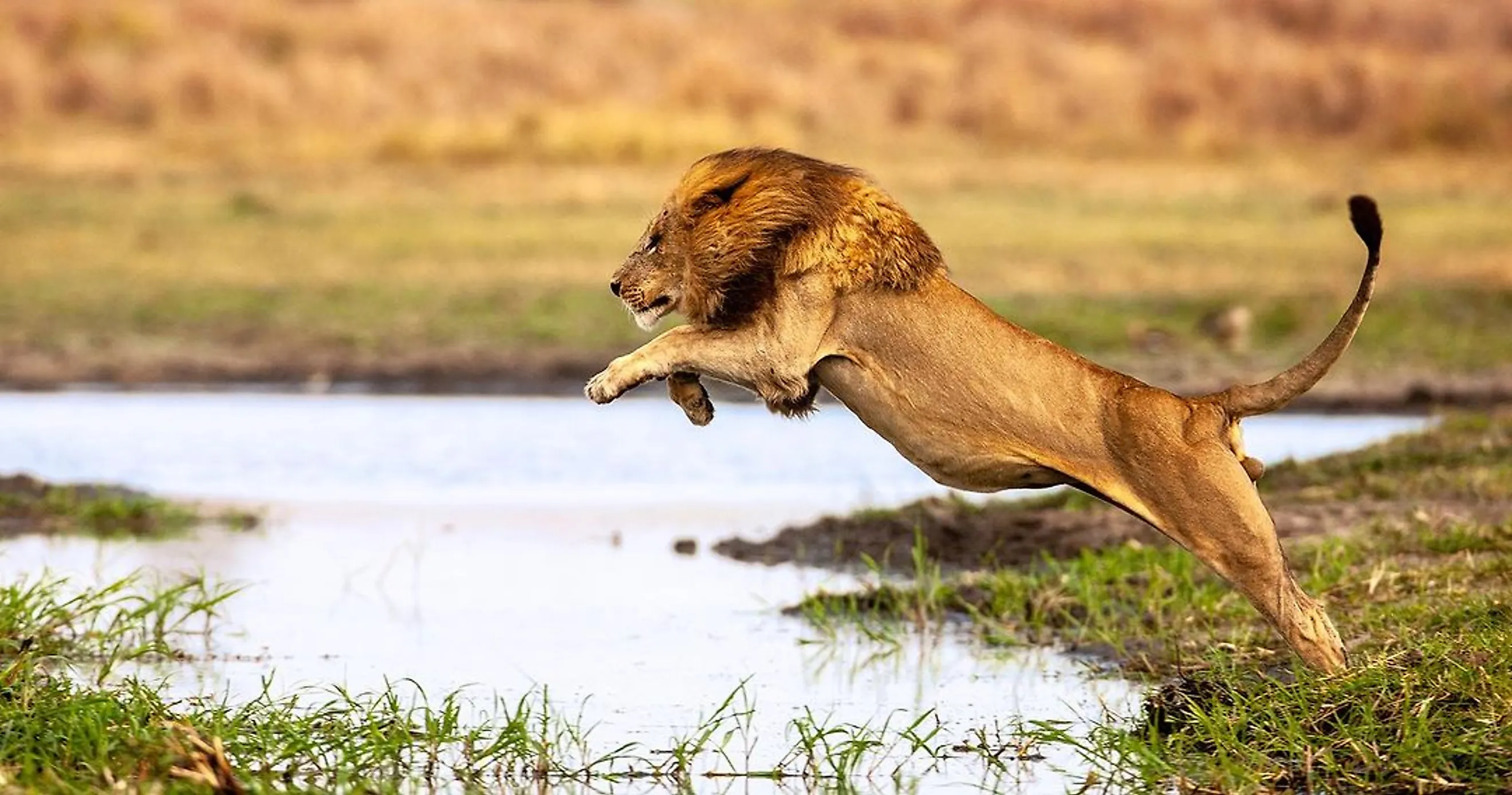 A lion jumping in the air 