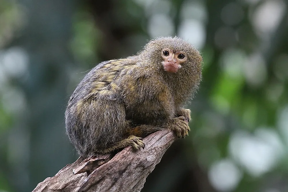 The pygmy marmoset is the smallest monkey in the world.