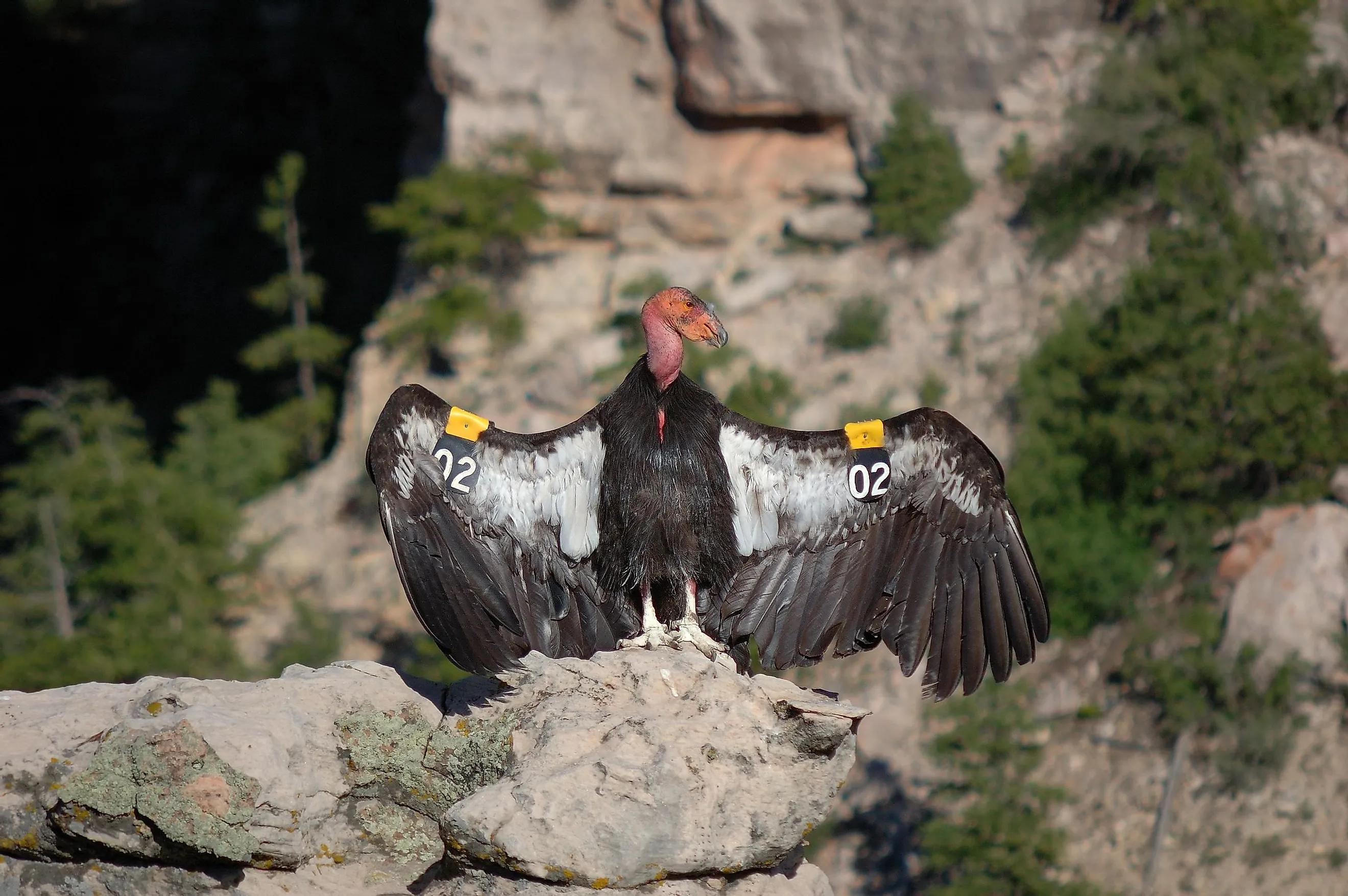How Many California Condors Exist In 2025 Carla Cosette