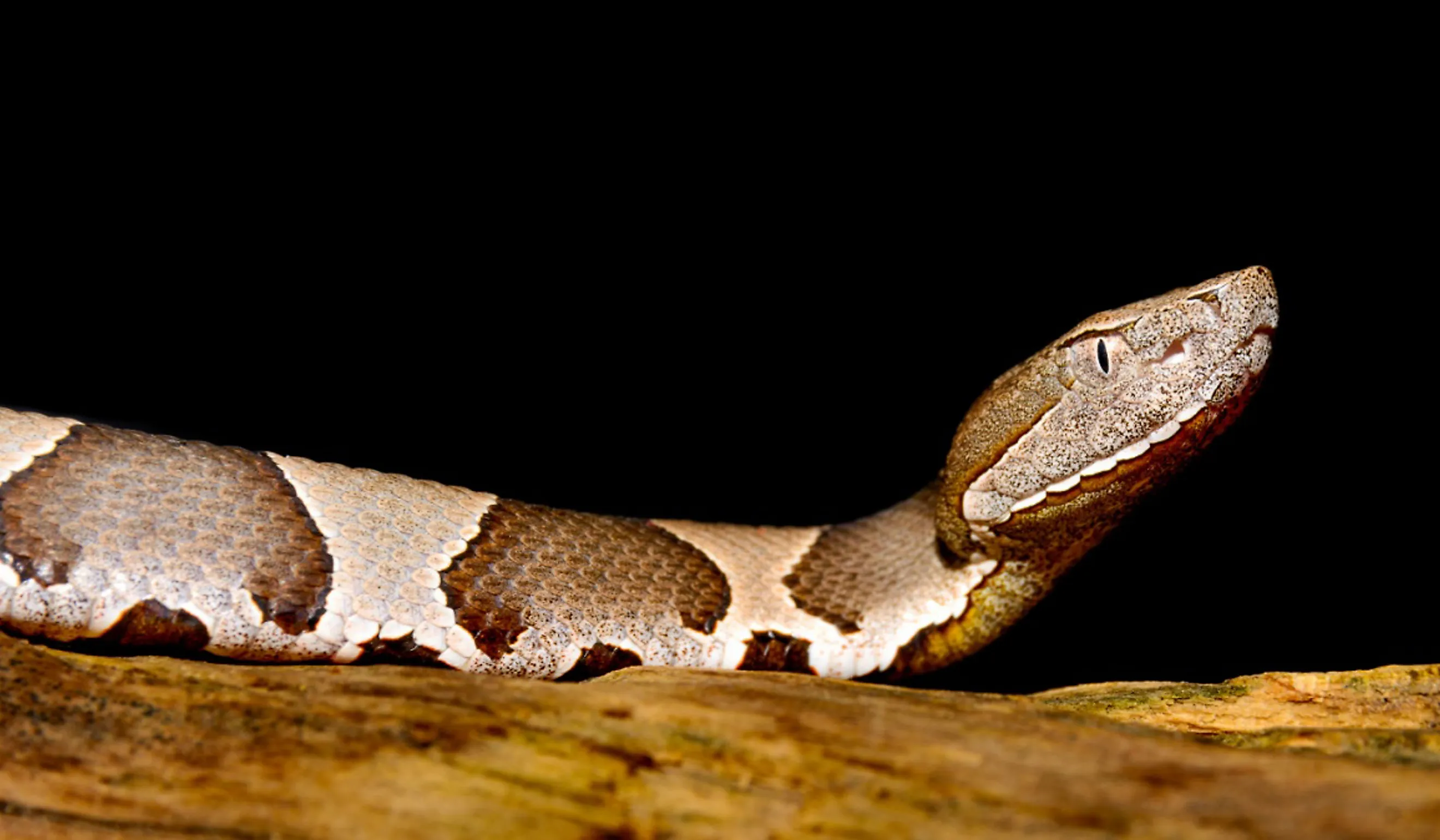 Close-up of a copperhead snake.