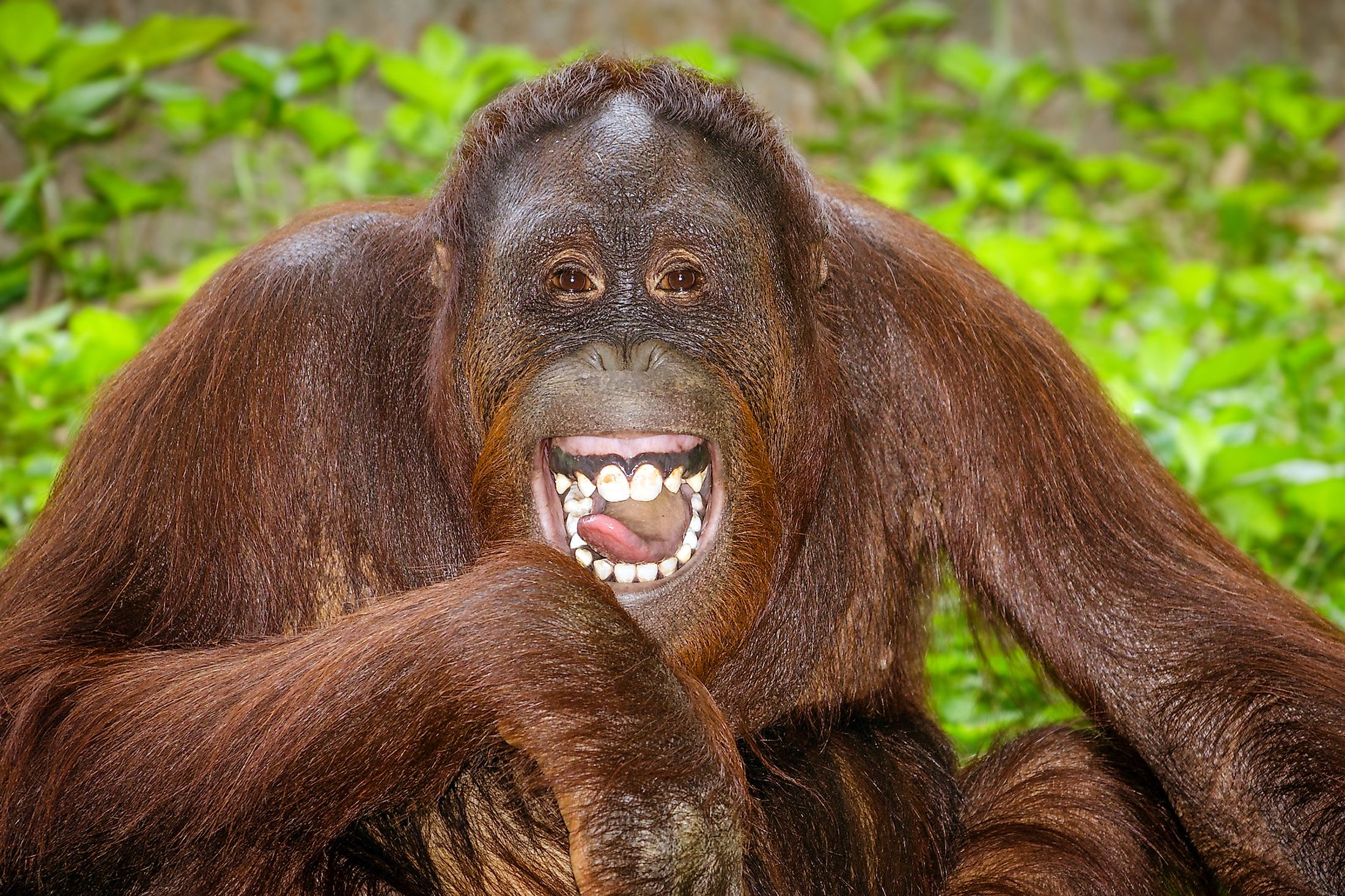 What Do Orangutans Eat  WorldAtlas