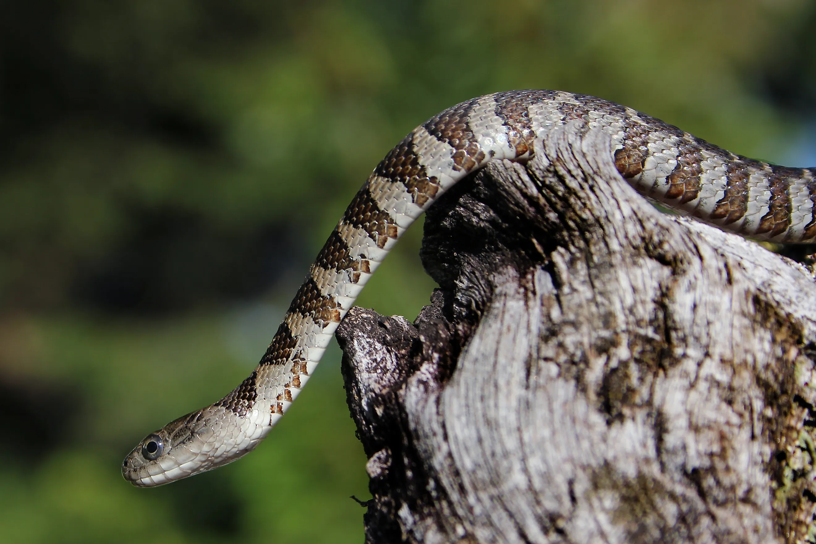A Northern Water Snake on a stump.