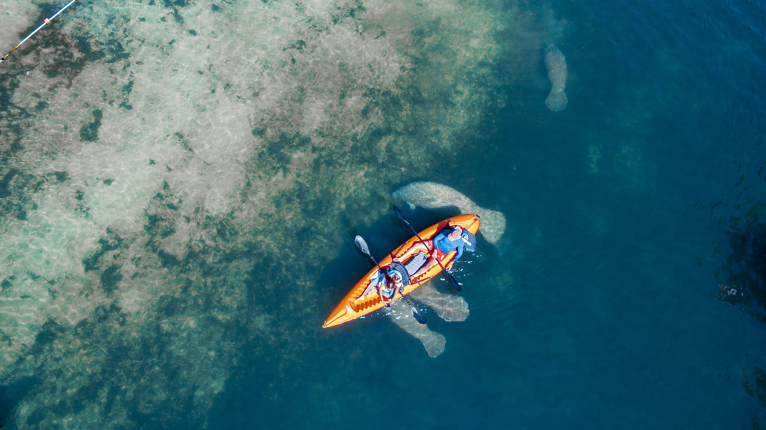 Kayaking with manatees in Crystal River, Florida.