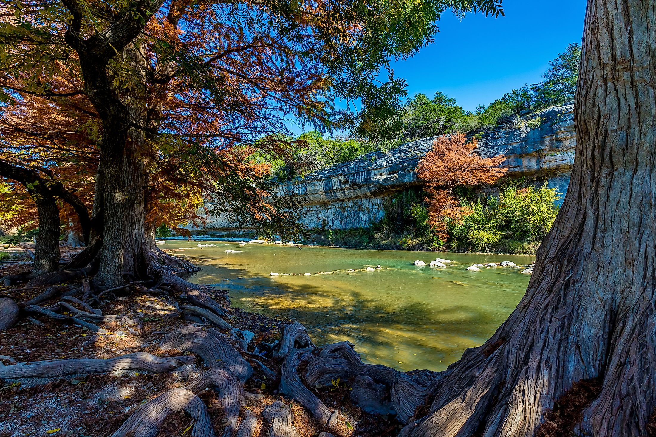 Cypress Trees in the Shade of Bright Orange Fall Foliage at Guadalupe State Park, Texas.