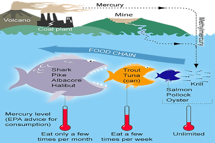 A diagram displaying the biomagnification process of mercury.