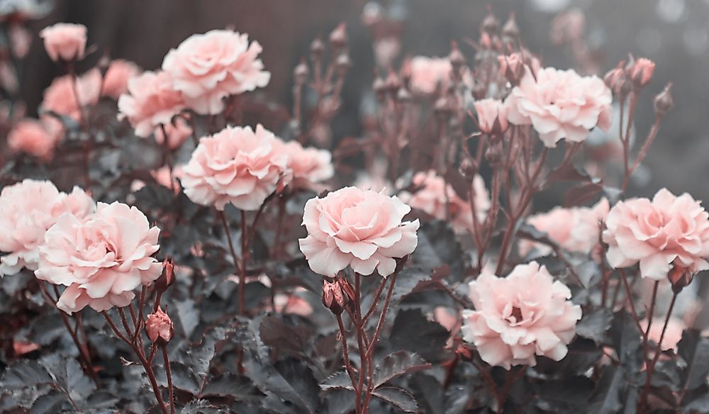 Roses can be found in gardens across the United States.