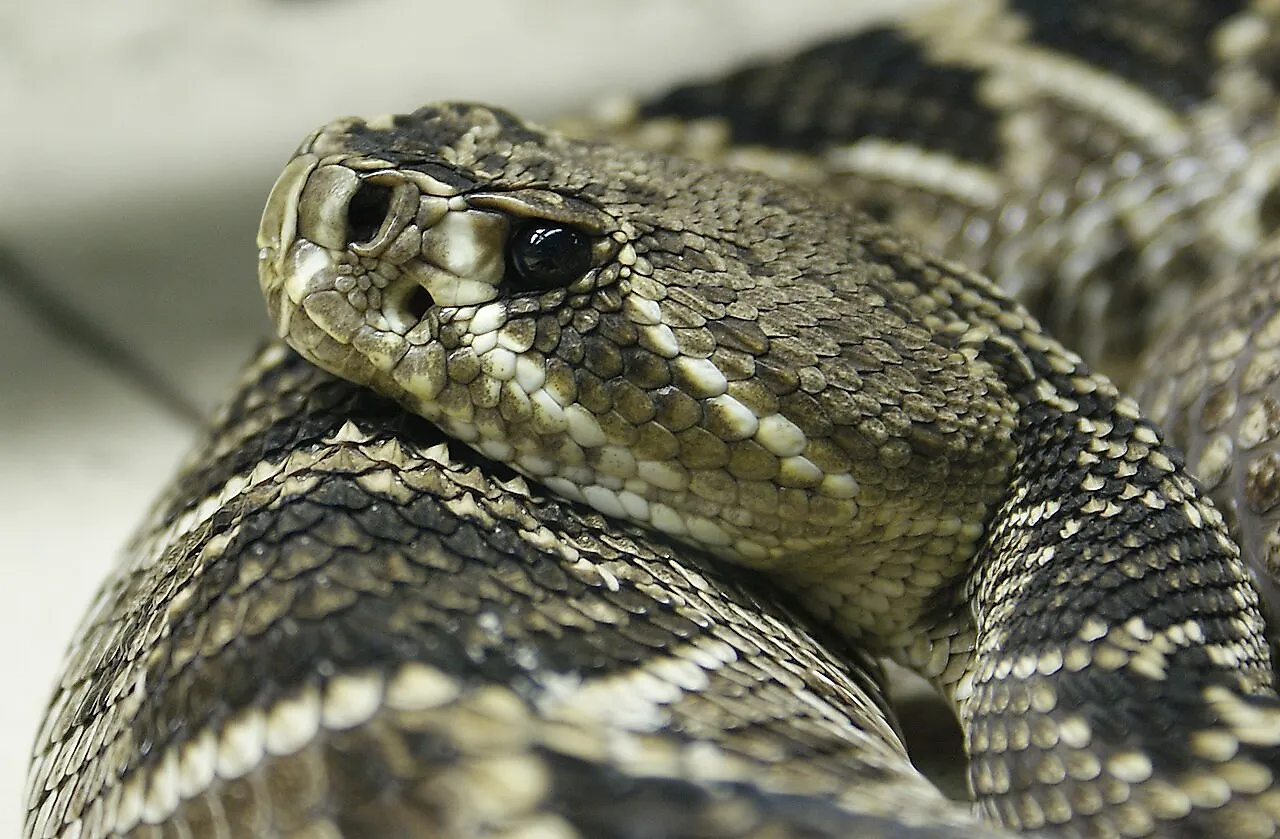 Eastern diamondback rattlesnake