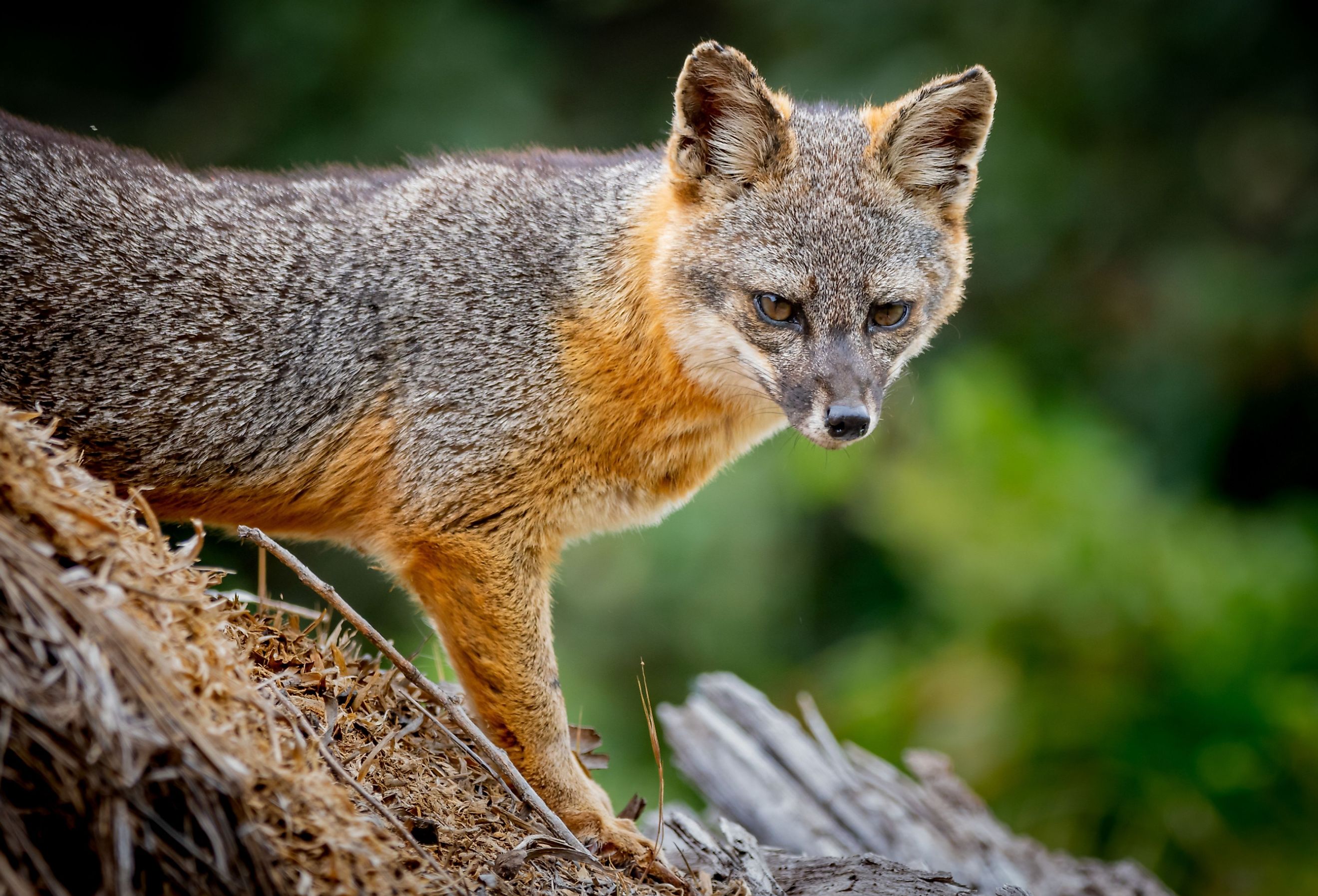 Close-up image of an island fox (Urocyon littoralis) posing on Santa Cruz Island.
