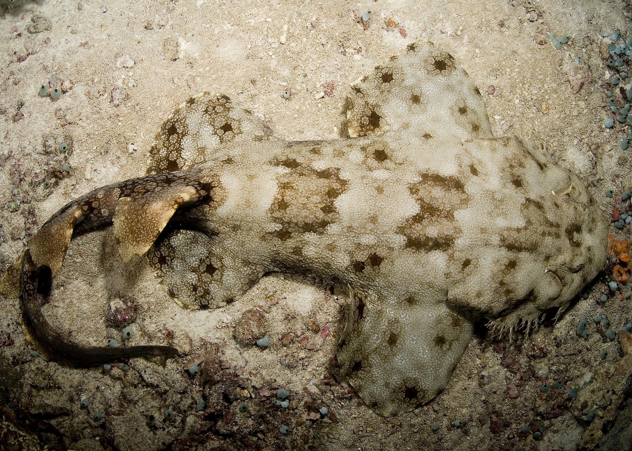 Do Sharks Lay Eggs? - WorldAtlas