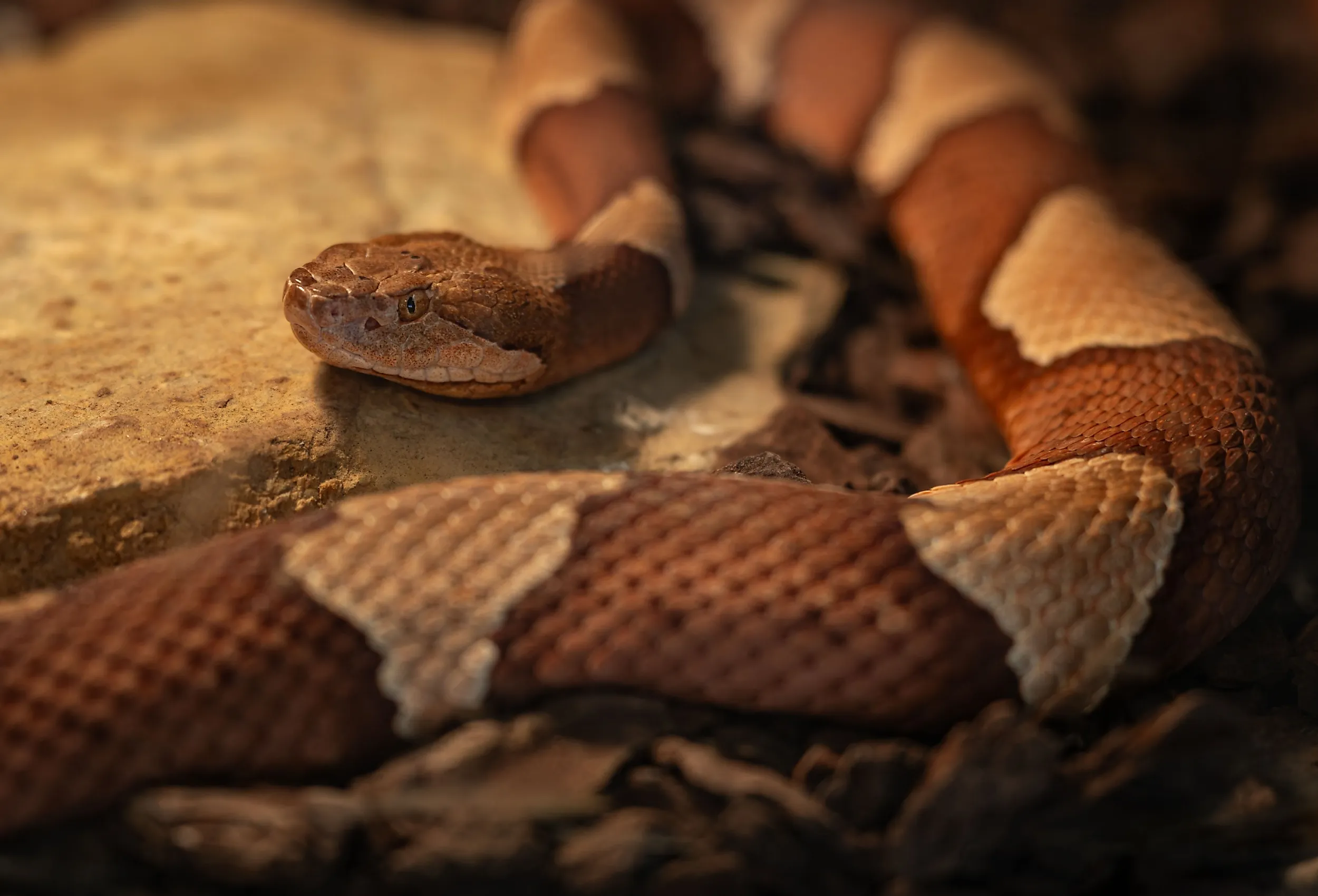 Beautiful American copperhead snake.