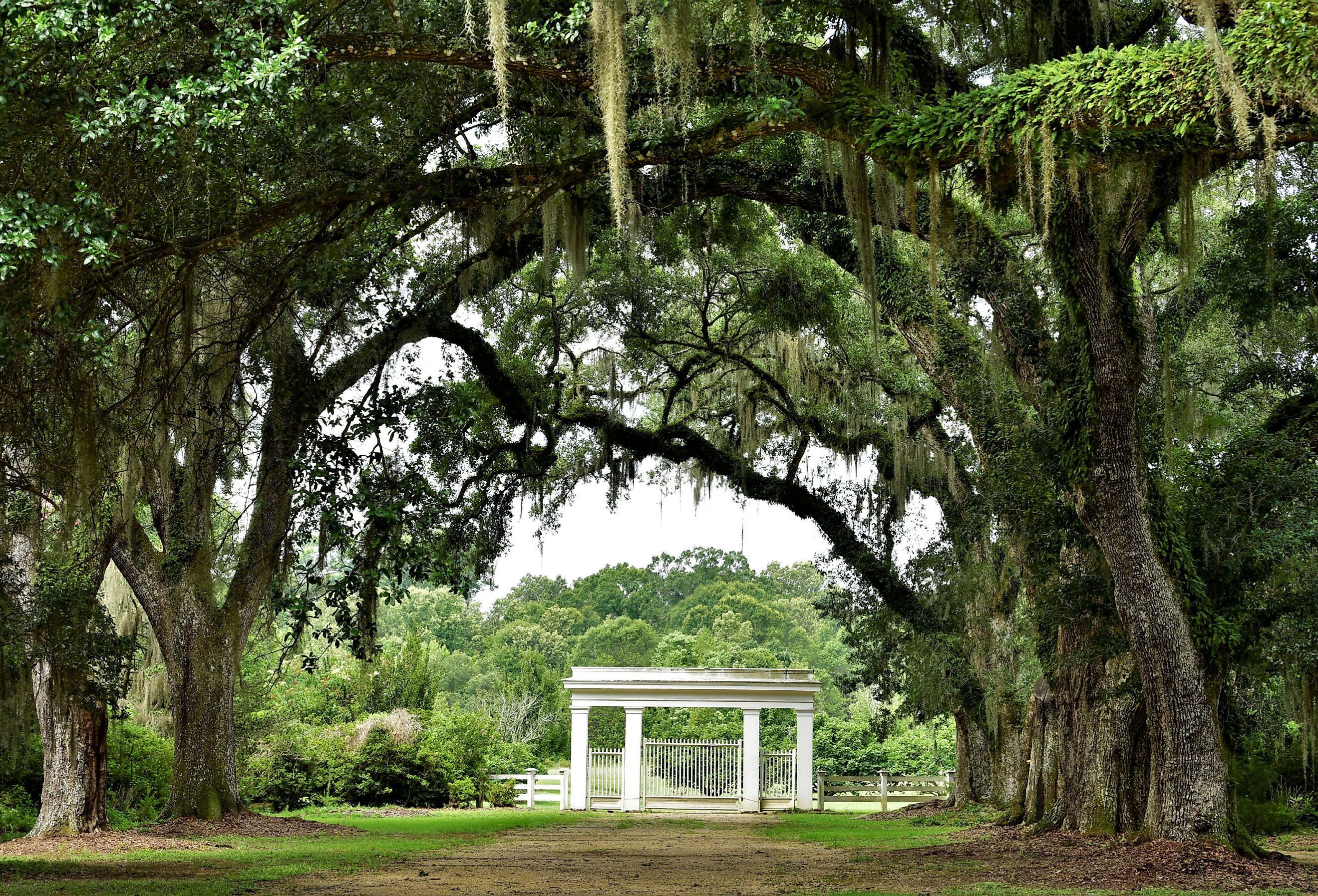 Canopy of Live Oak Branches over Entrance to Rosedown Plantation, State Historic Site, in St. Francisville, Louisiana. Image credit LindaPerez via Shutterstock