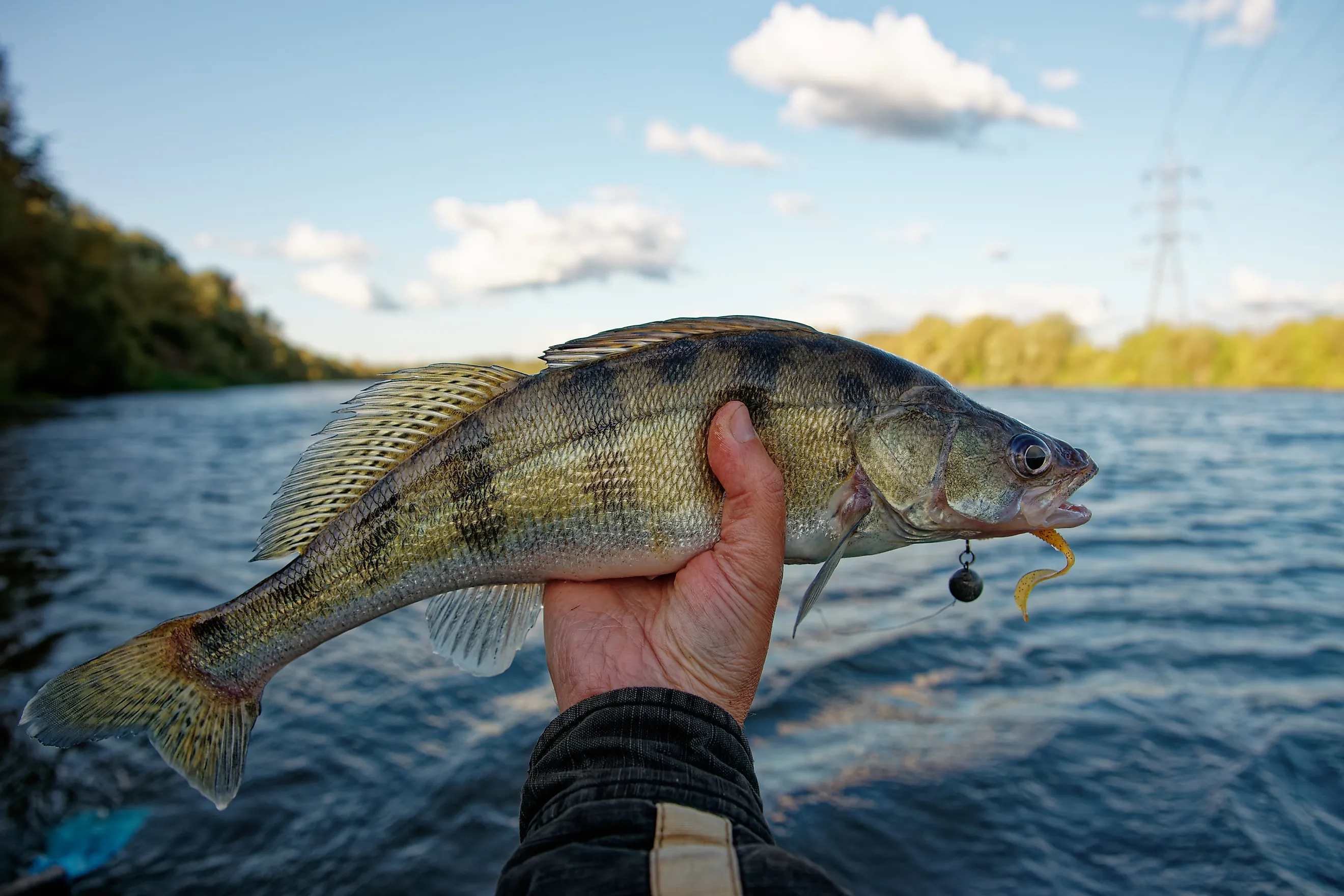 Fisherman's hand holding walleye with soft plastic bait in its mouth