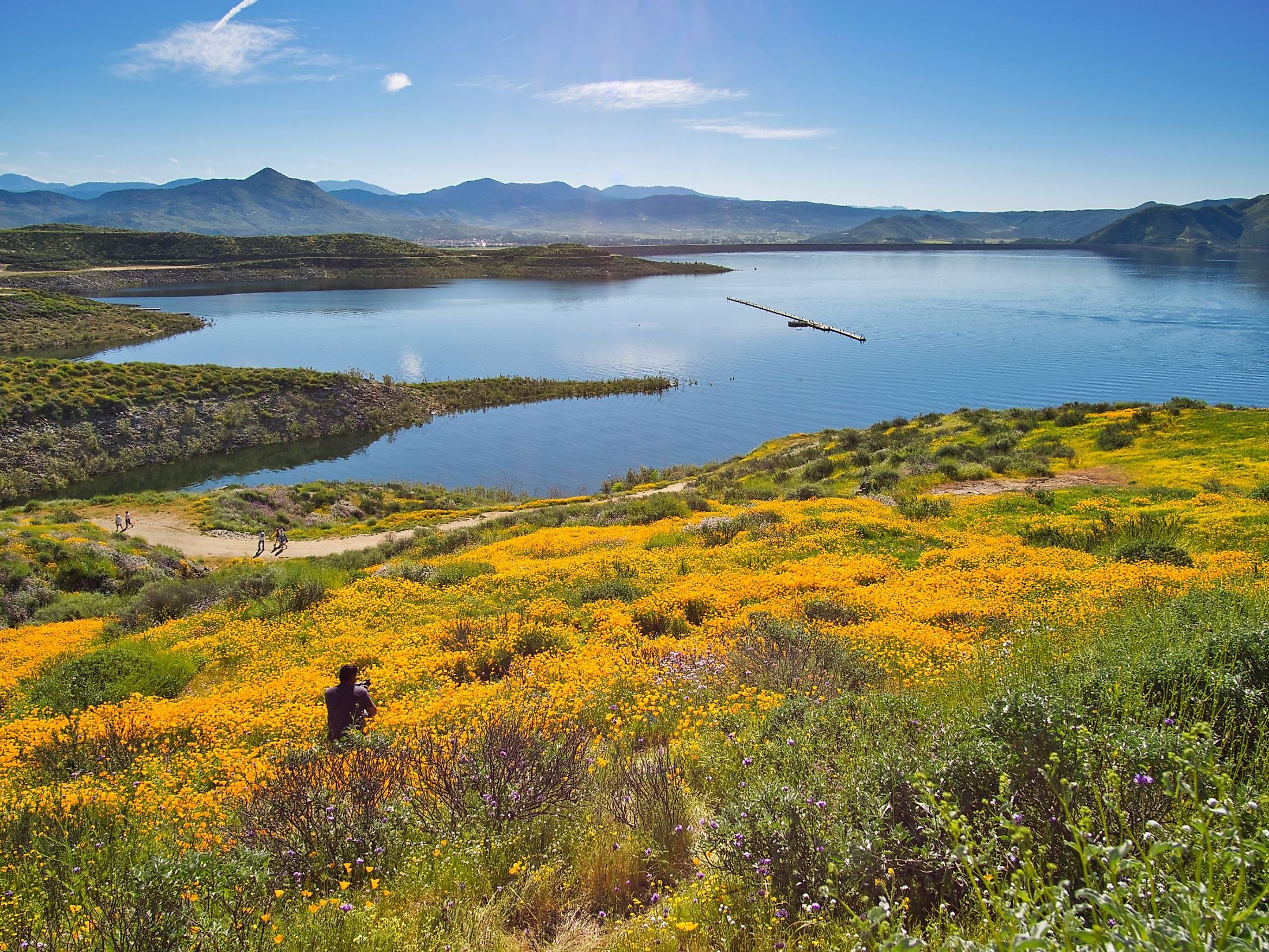 A photographer enjoys the panoramic view of wildflowers at the Diamond Valley Lake. 